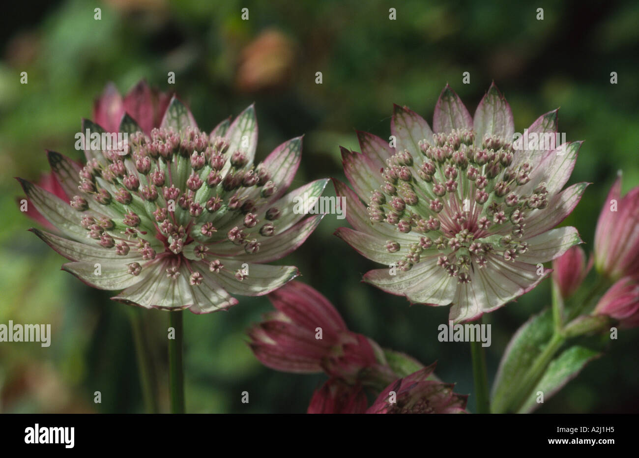 Astrantia major. Hattie's pincushion, Masterwort Stock Photo Alamy