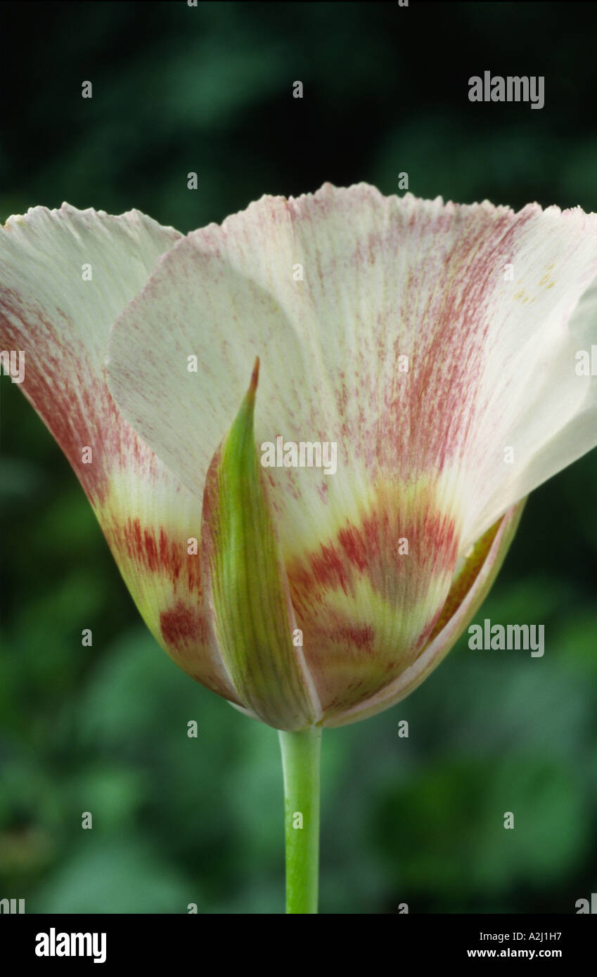 Calochortus vestae. Cat's ears, Fairy lantern, Mariposa tulip. Stock Photo