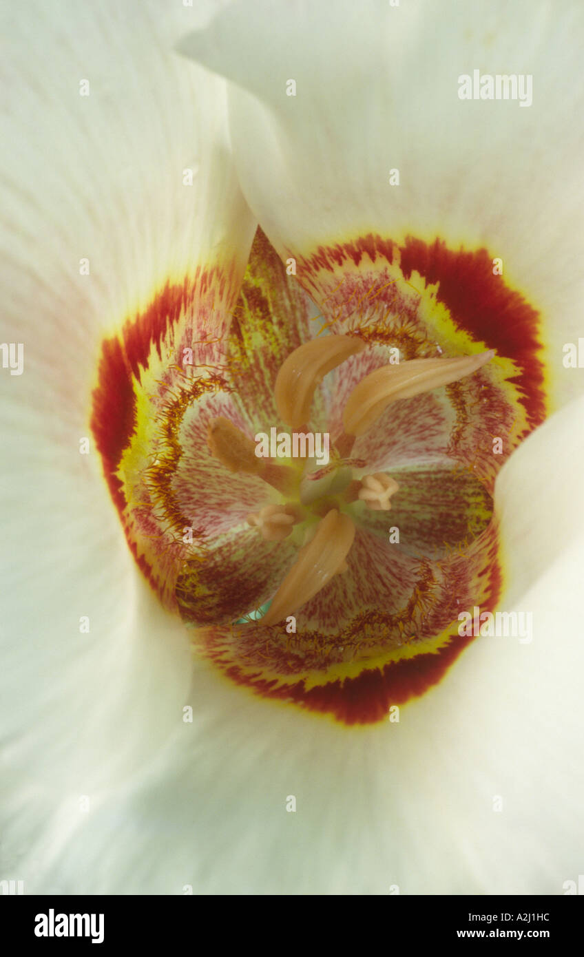 Calochortus vestae. Cat's ears, Fairy lantern, Mariposa tulip. Stock Photo