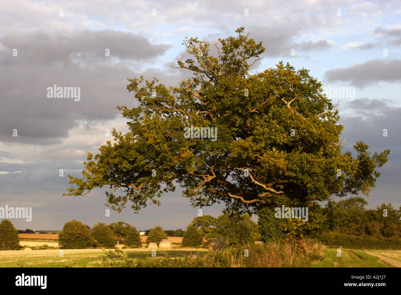 Oak tree, UK Stock Photo Alamy