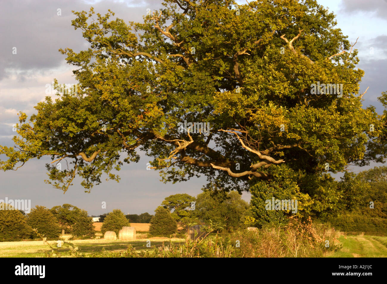 Oak tree, UK Stock Photo Alamy