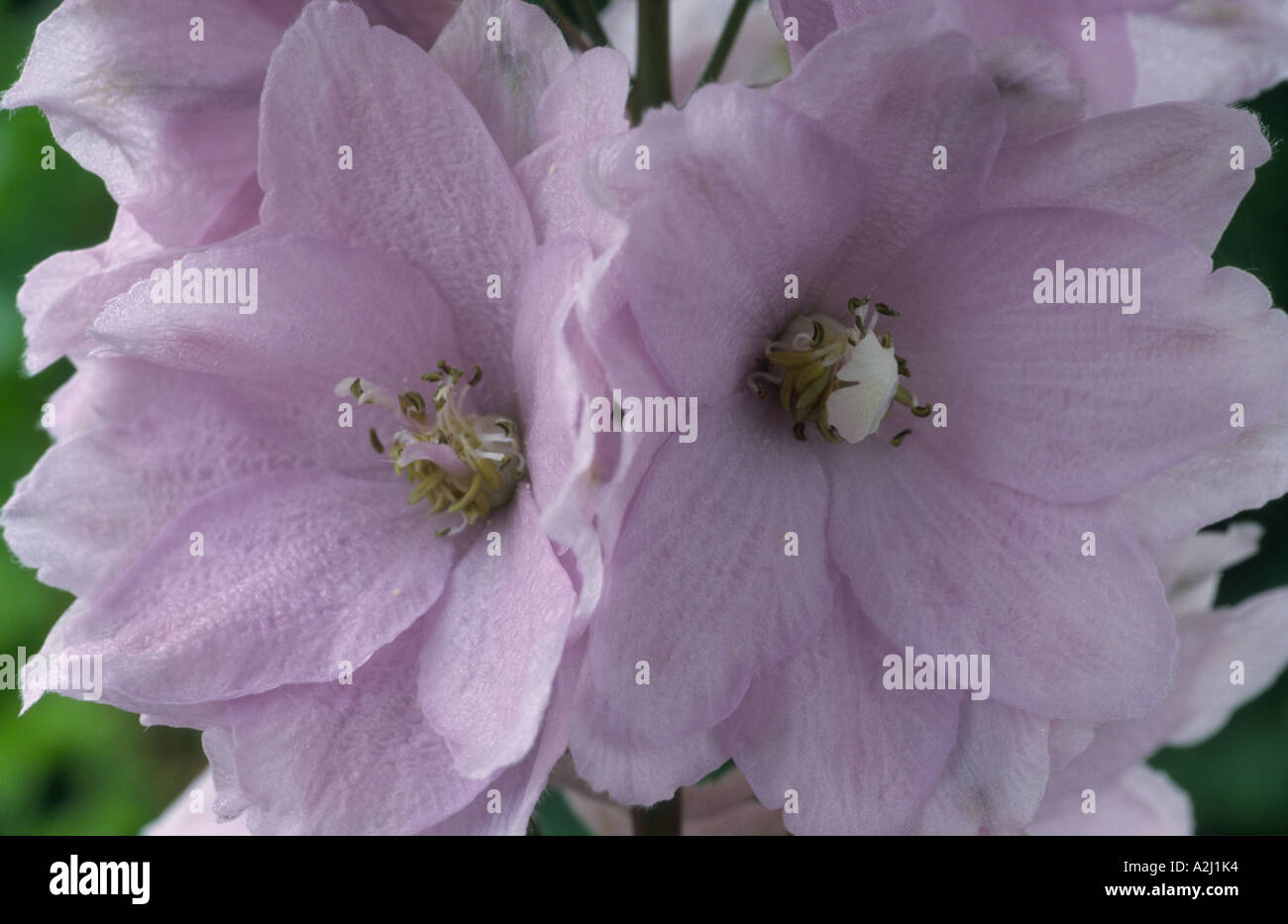 Delphinium 'Magic Fountains Cherry Blossom' Stock Photo
