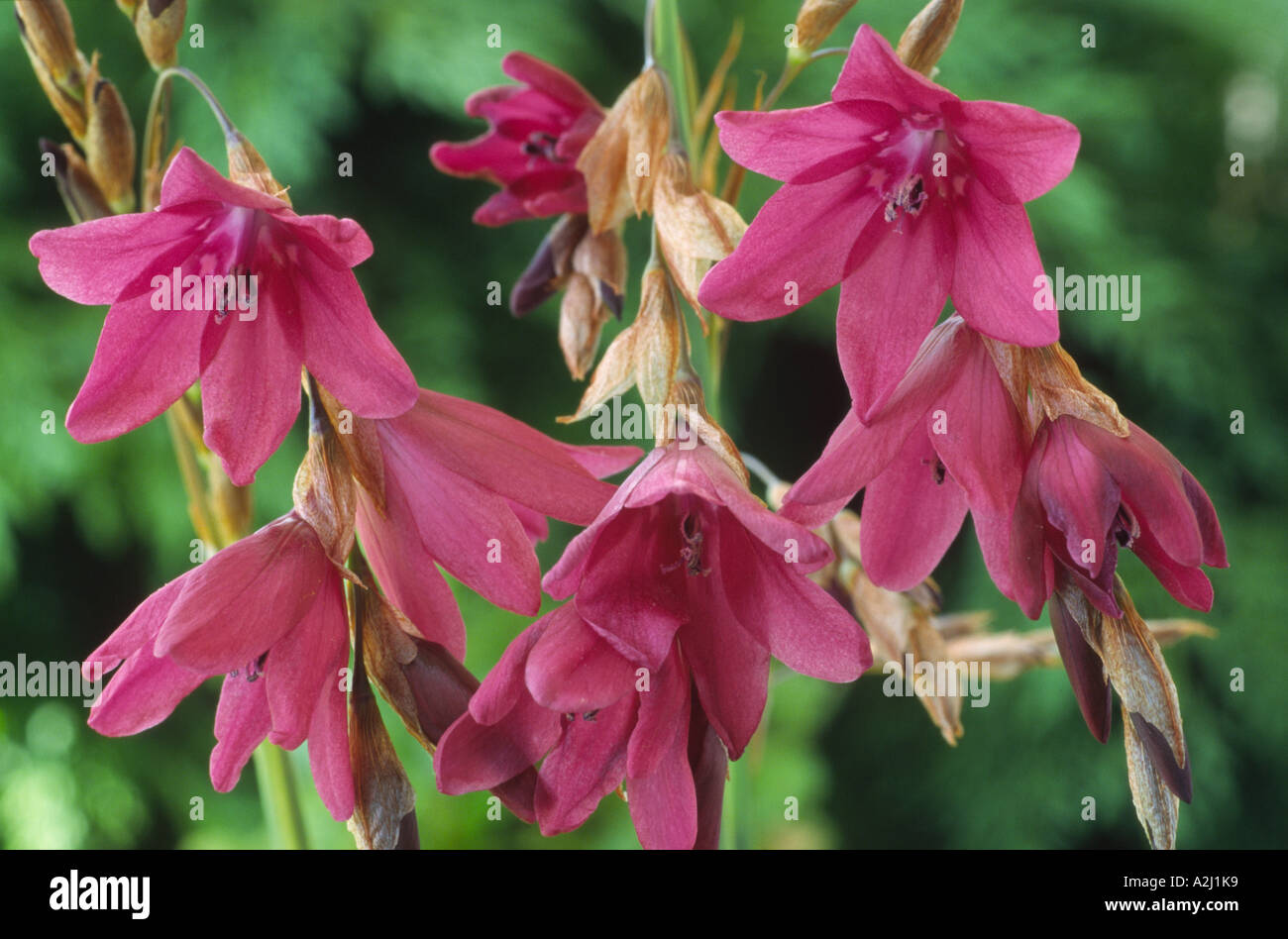 Dierama Barr Hybrid.Angel's fishing rod, Wandflower. Stock Photo