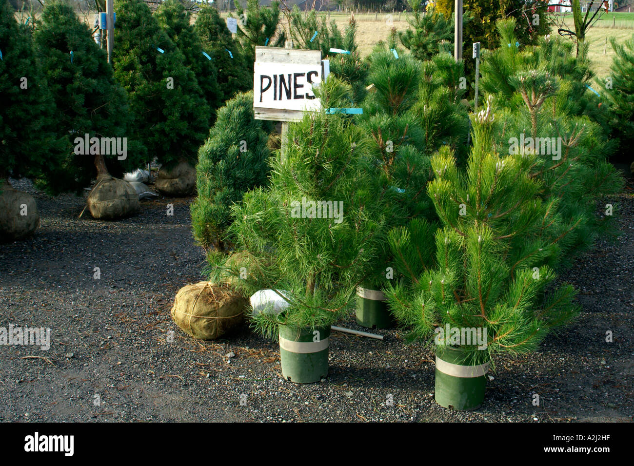 group of small young potted pine trees for sale at nursery business