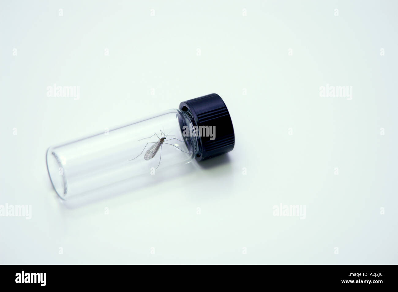 winged insect in small container Stock Photo - Alamy