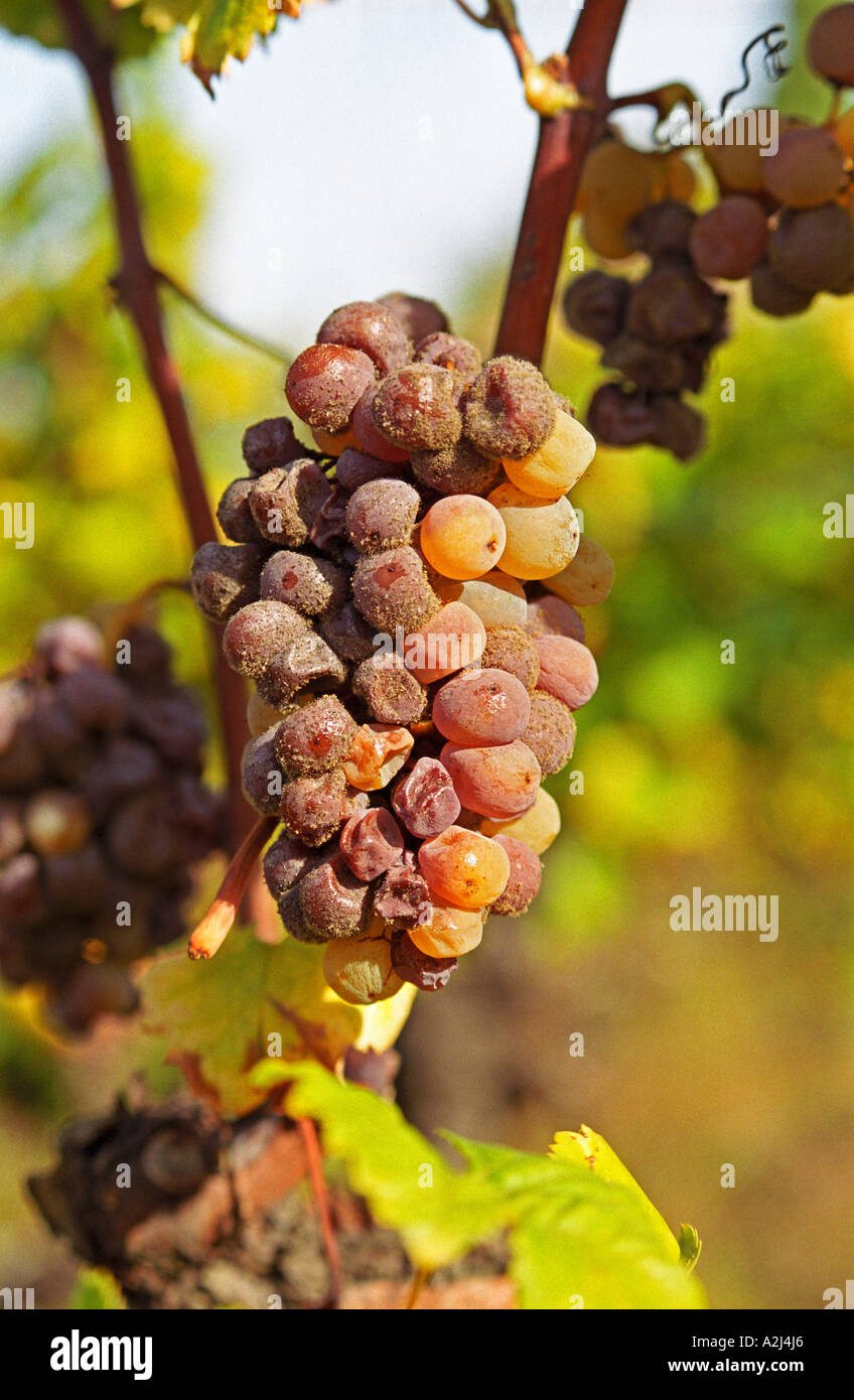 A mouldy Semillon Sémillon grape bunch at Ch Raymond Lafon in Sauternes, The 'botrytis cinerea' (noble rot, porriture noble) starting to have its effect, Bordeaux Gironde Aquitaine France Europe Stock Photo