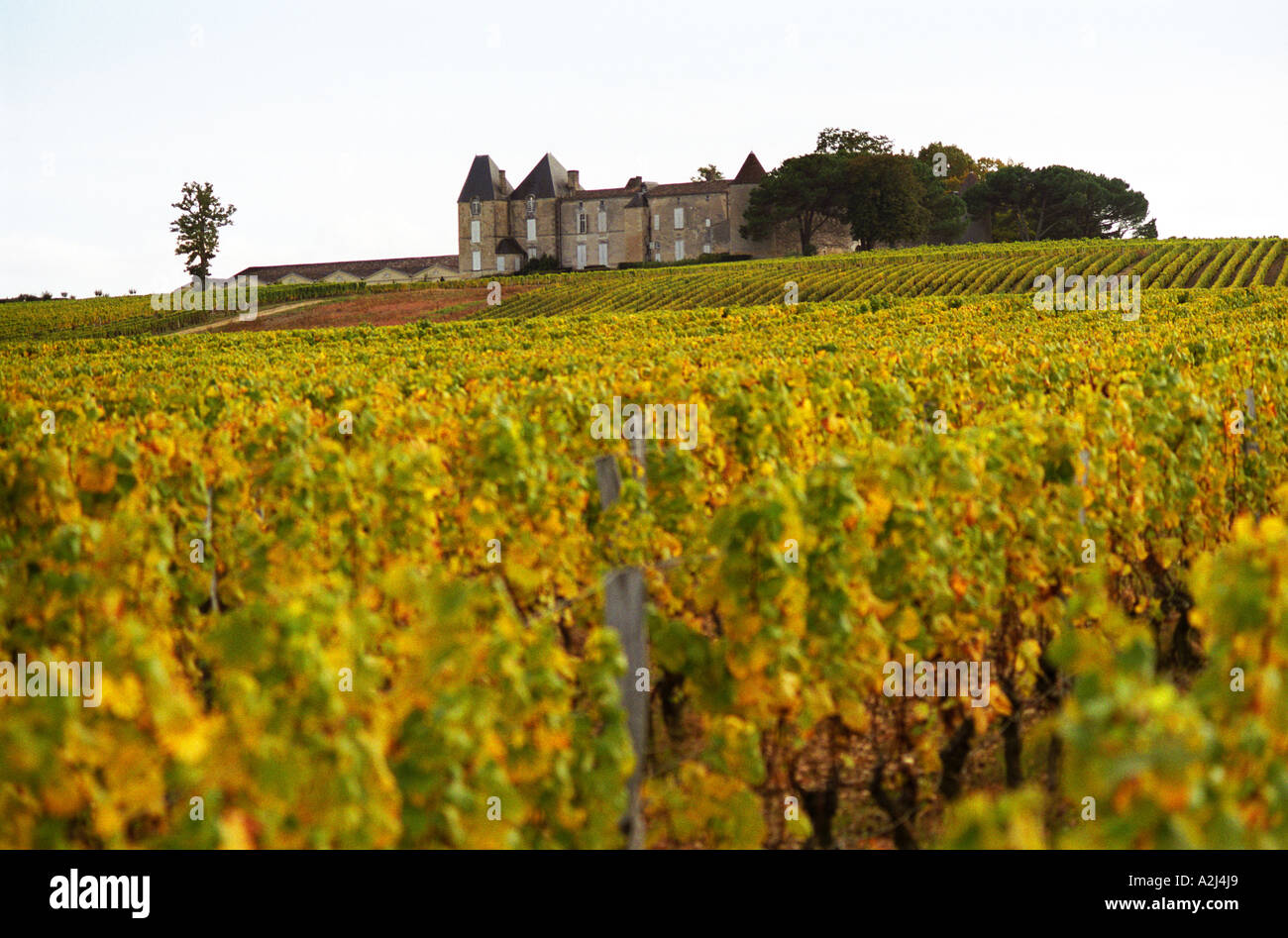 A view of Chateau Yquem and its vineyard in Sauternes. At harvest time with vines with yellow autumn colour leaves on the rolling hill. The medieval chateau on the hilltop in the background. Château d'Yquem, Sauternes, Bordeaux Gironde Aquitaine France Europe Stock Photo