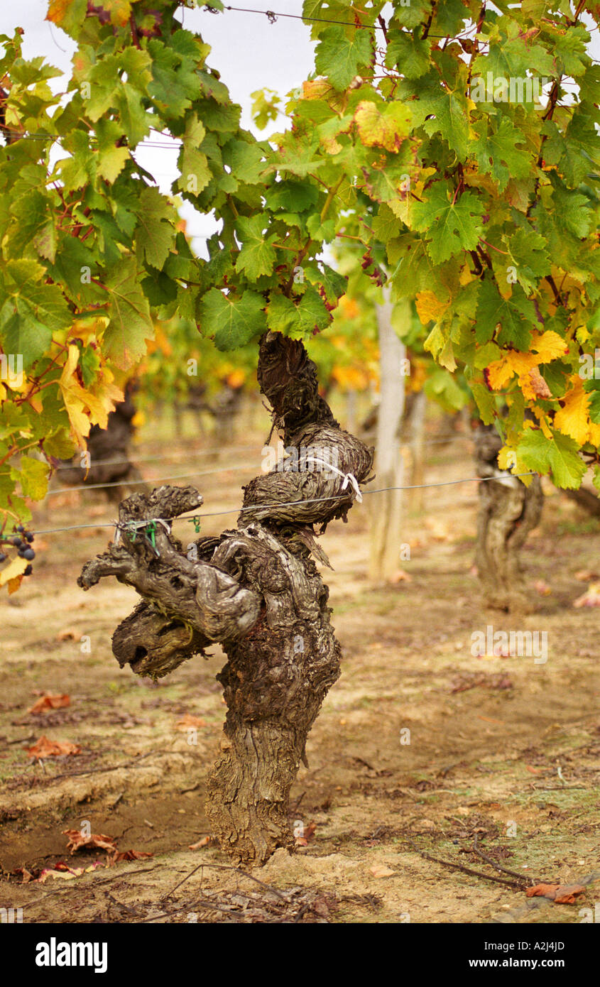 Lot De 4 Vignes Artificielles Avec Raisins 2.3m Chacune - Déco Intérieur/extérieur, Mariages, Fêtes