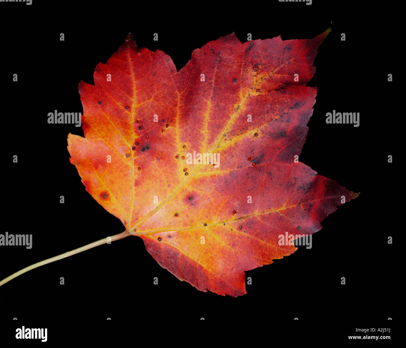 Maple leaf red orange hi-res stock photography and images - Alamy