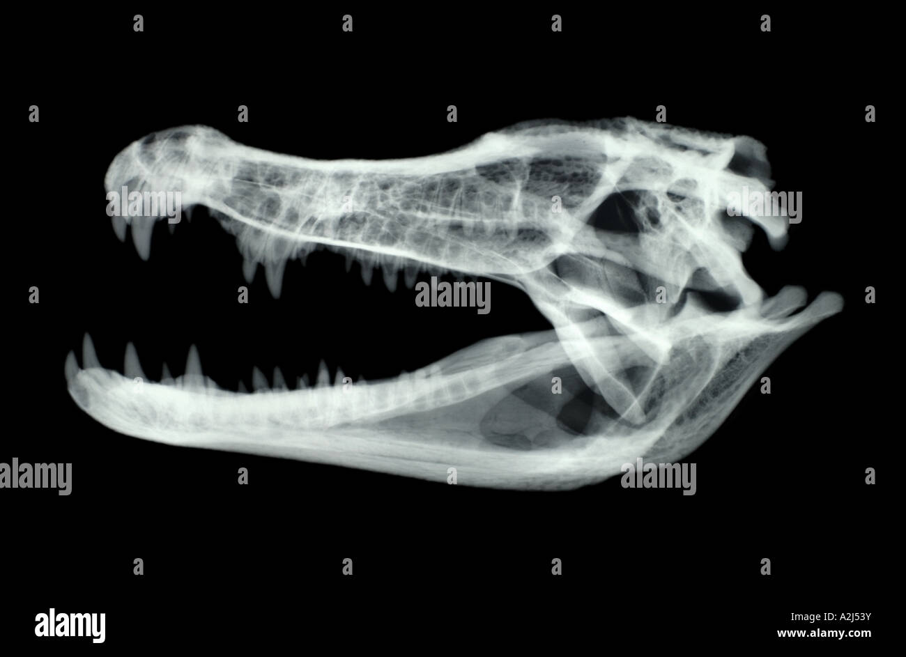 xray of alligator skull Caiman yacaré from the Brazilian Pantanal Stock Photo