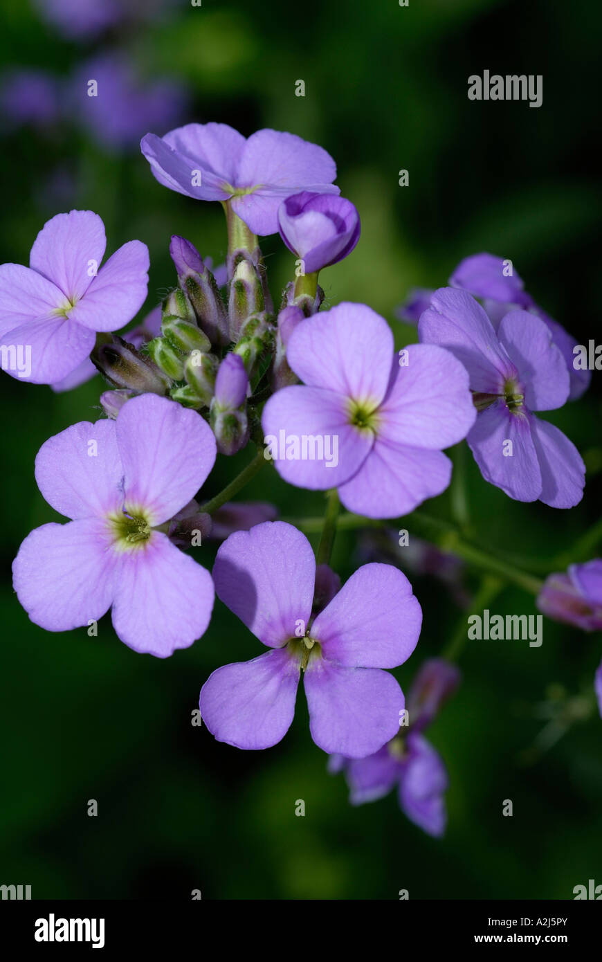 Semi Di Hesperis Matronalis – Violacciocca Damascena (Rocket Dame) – 500 Semi