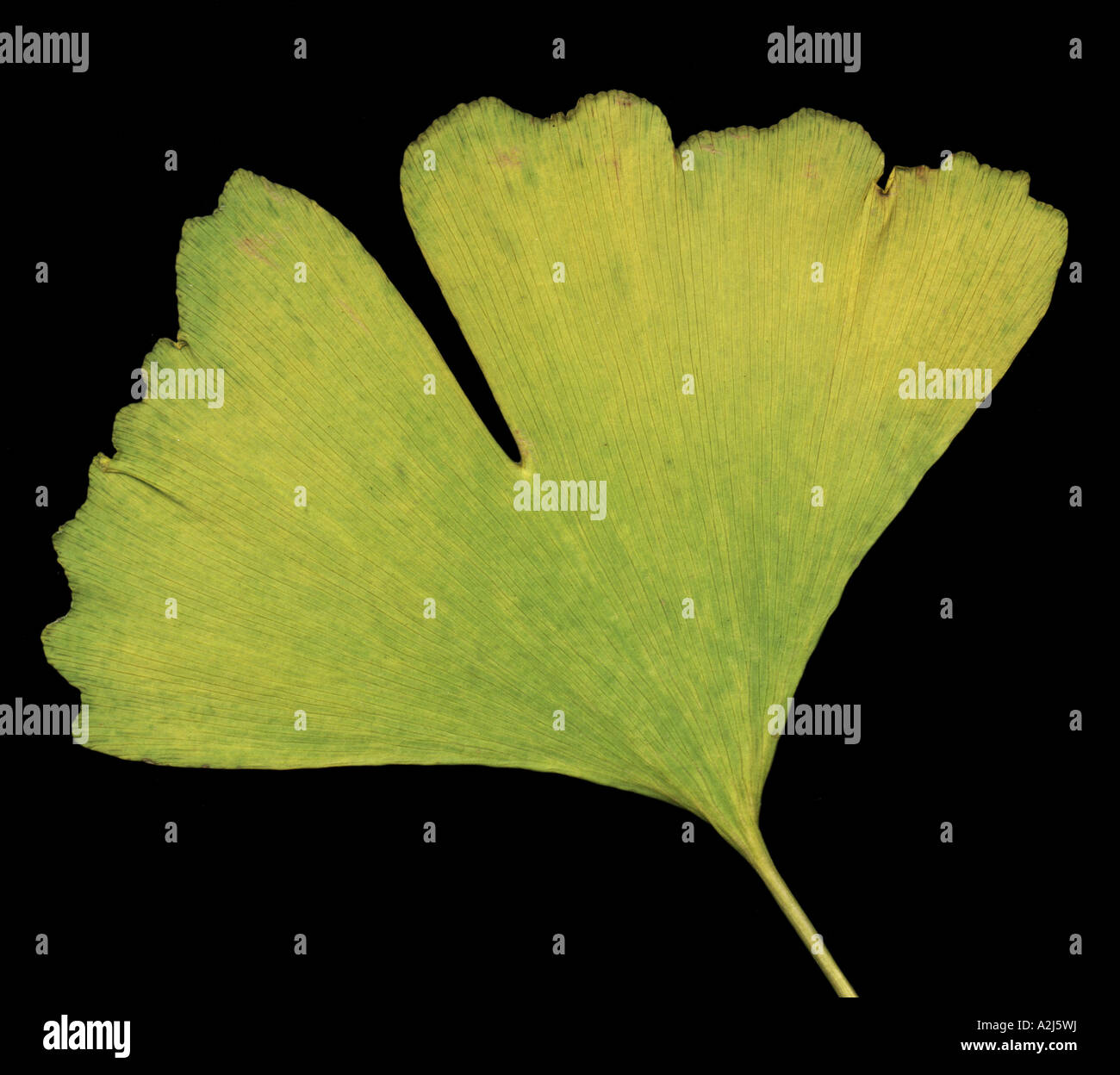 ginko leaf turning yellow in autumn Stock Photo