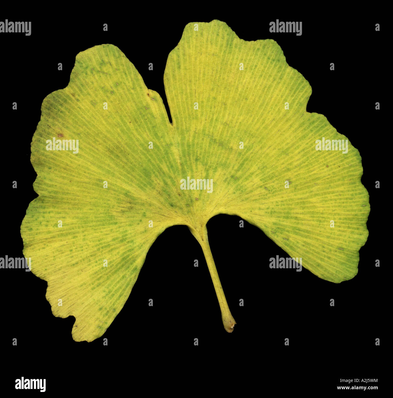 ginko leaf turning yellow in autumn Stock Photo