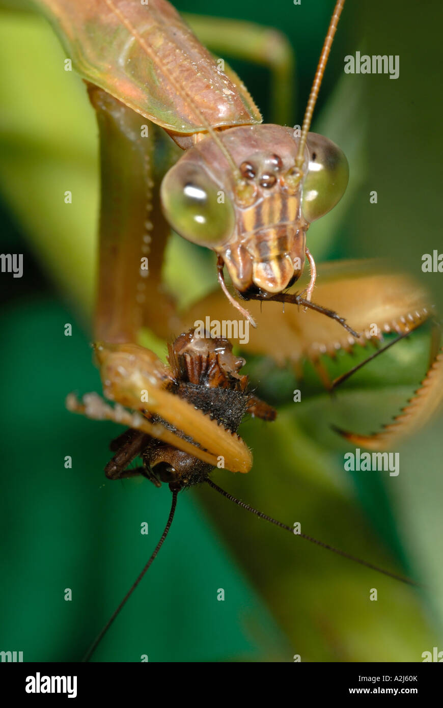 Chinese mantid Tenodera aridifolia eating a cricket Stock Photo