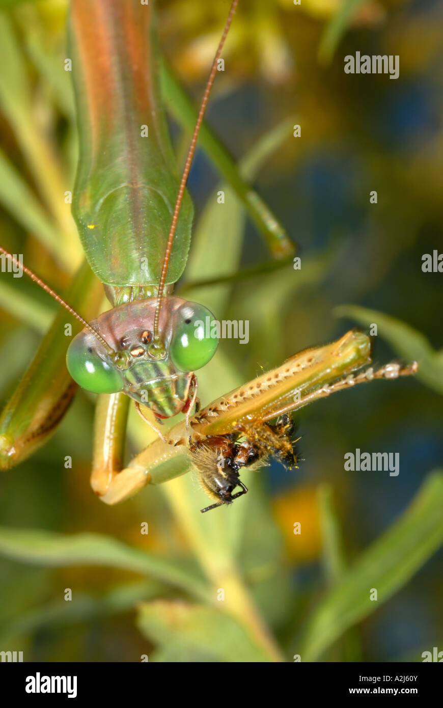 Praying mantis Tenodera aridifolia eating a honeybee Stock Photo