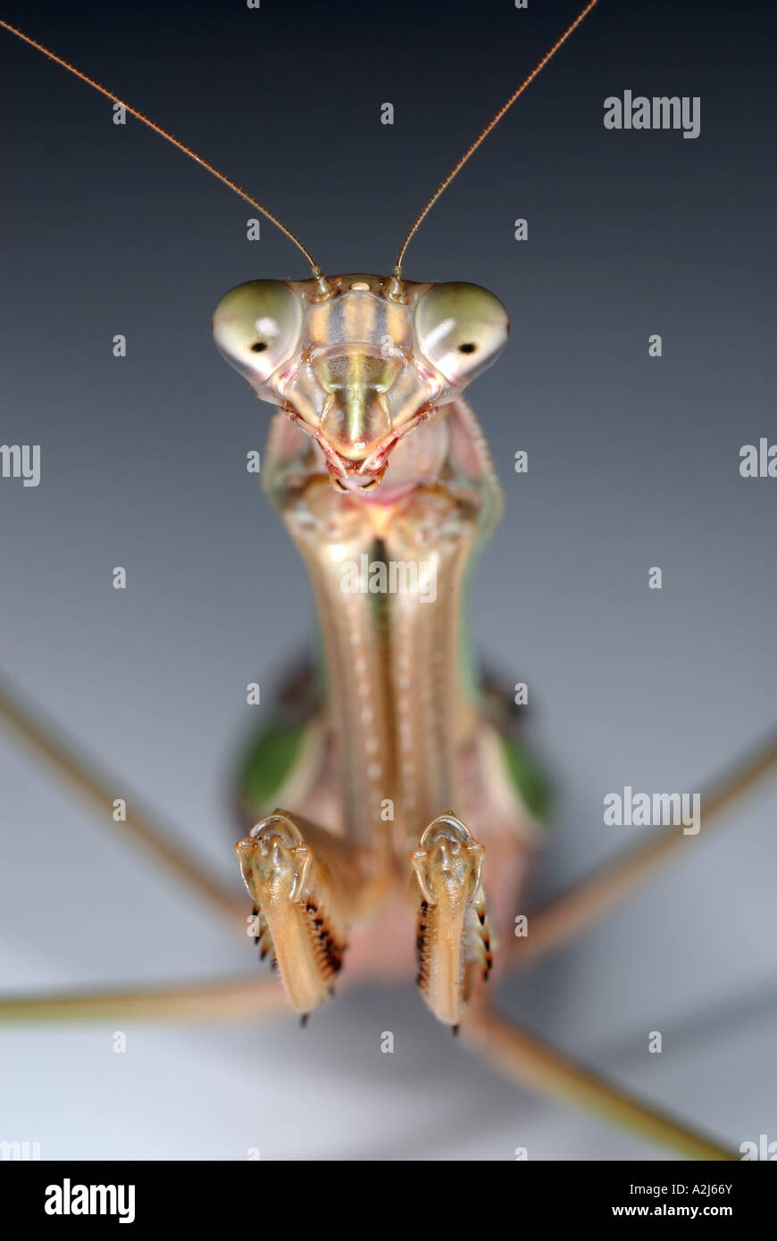 Praying mantis Tenodera aridifolia Stock Photo