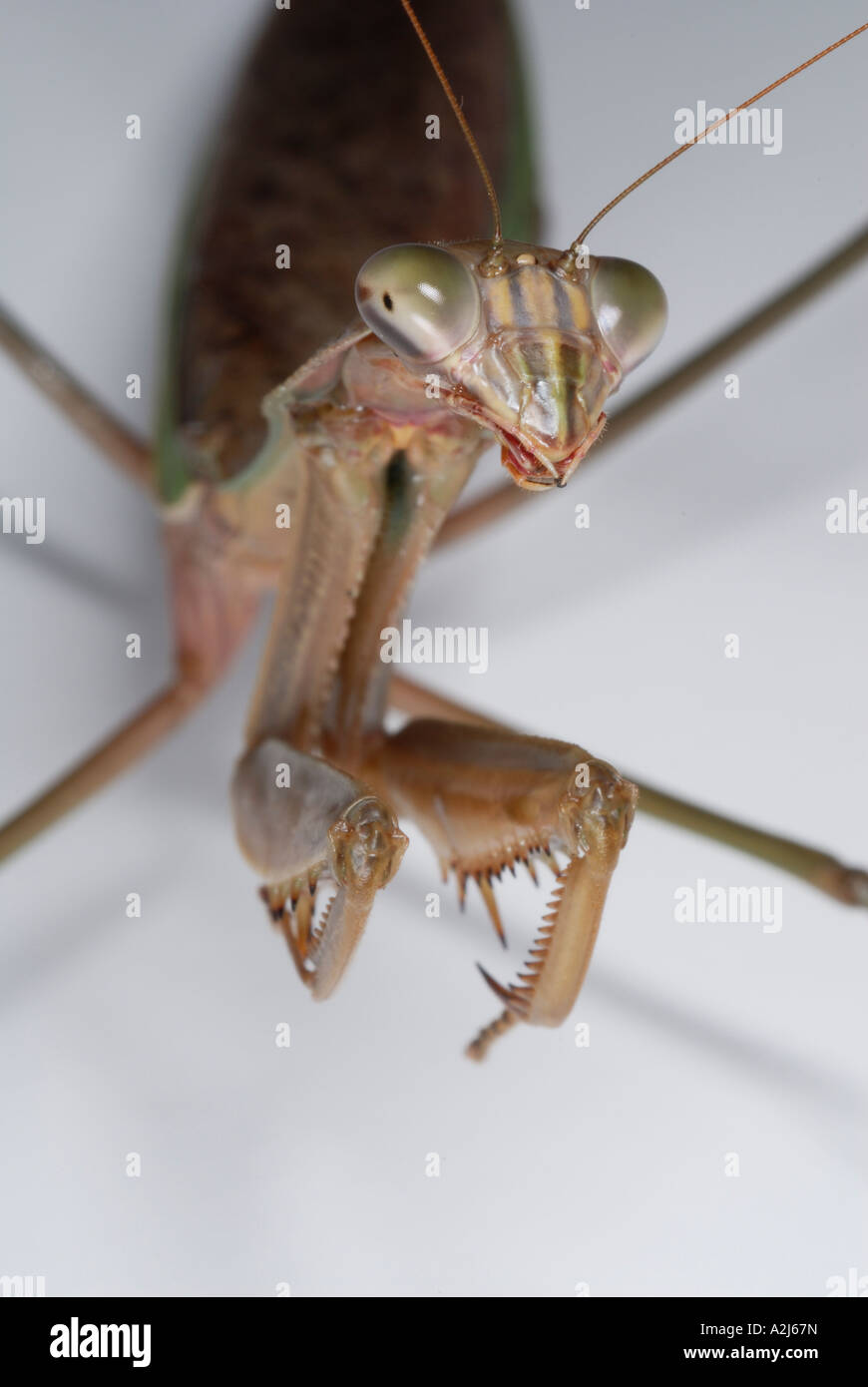Praying mantis Tenodera aridifolia Stock Photo