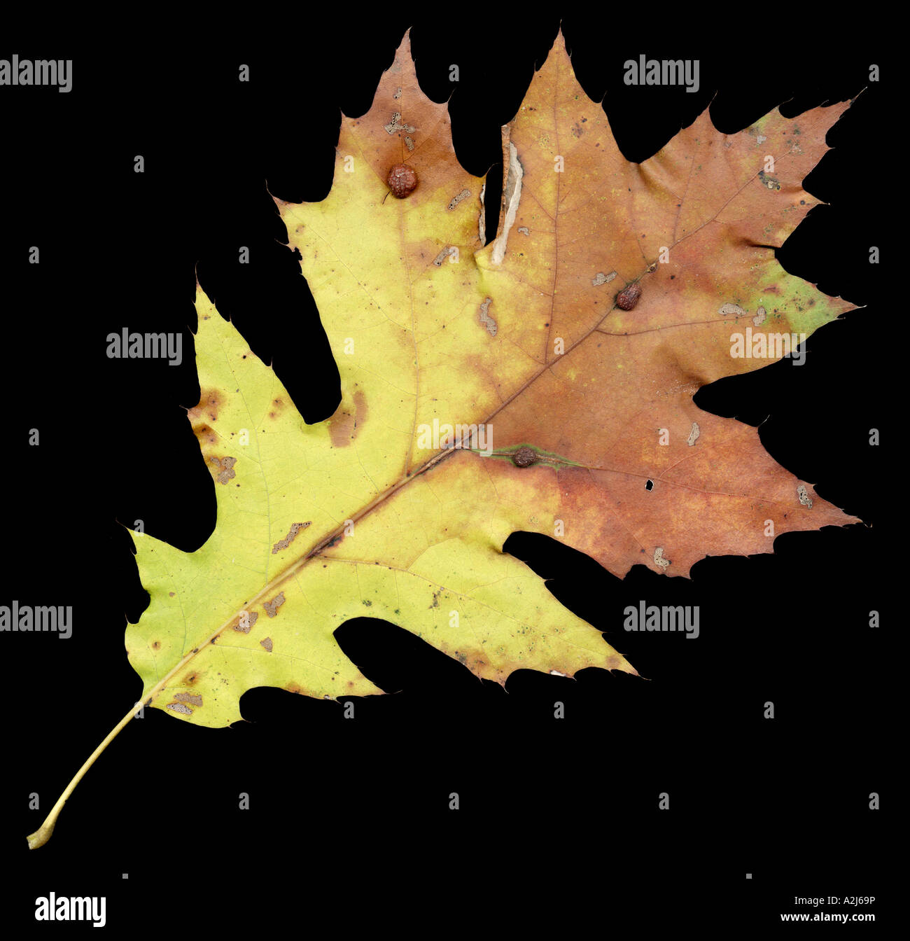 red oak leaf in autum with galls leaf mining and skeletonization Stock Photo