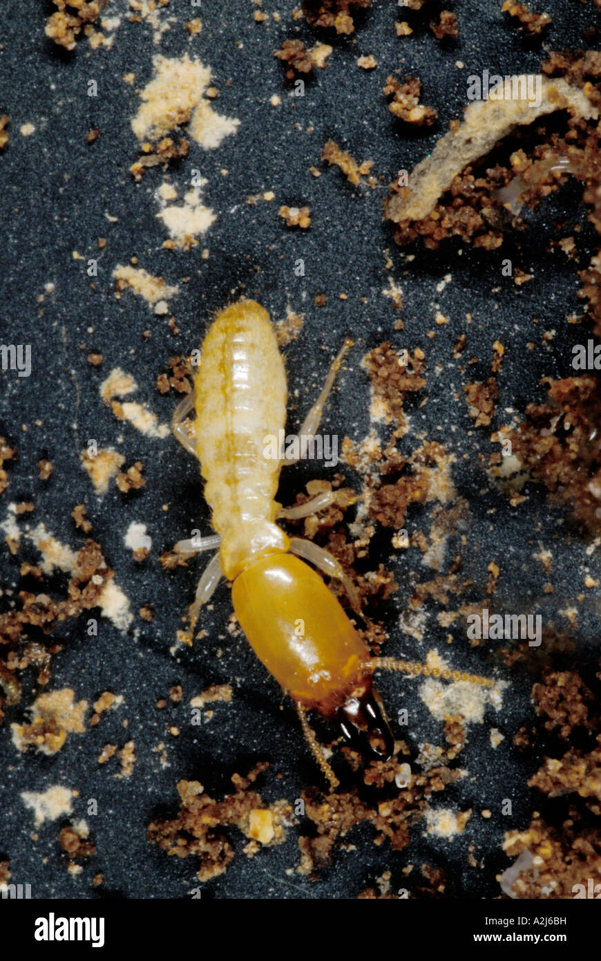 Eastern subterranean termite Reticulitermes Stock Photo Alamy