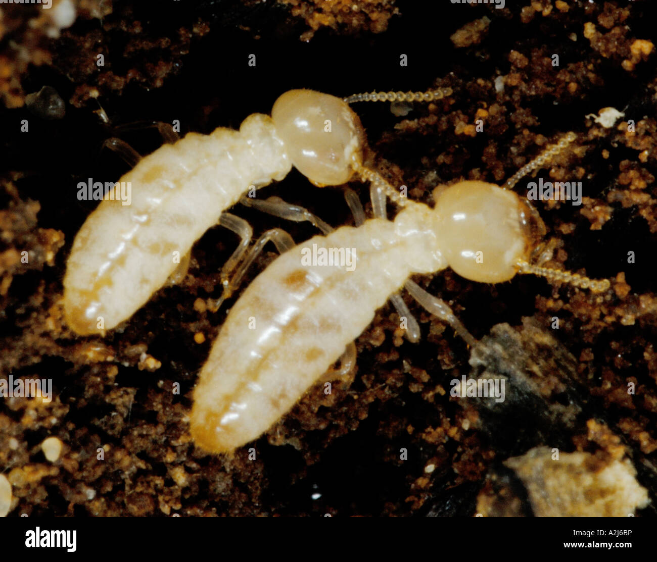 Eastern subterranean termite reticulitermes hires stock photography