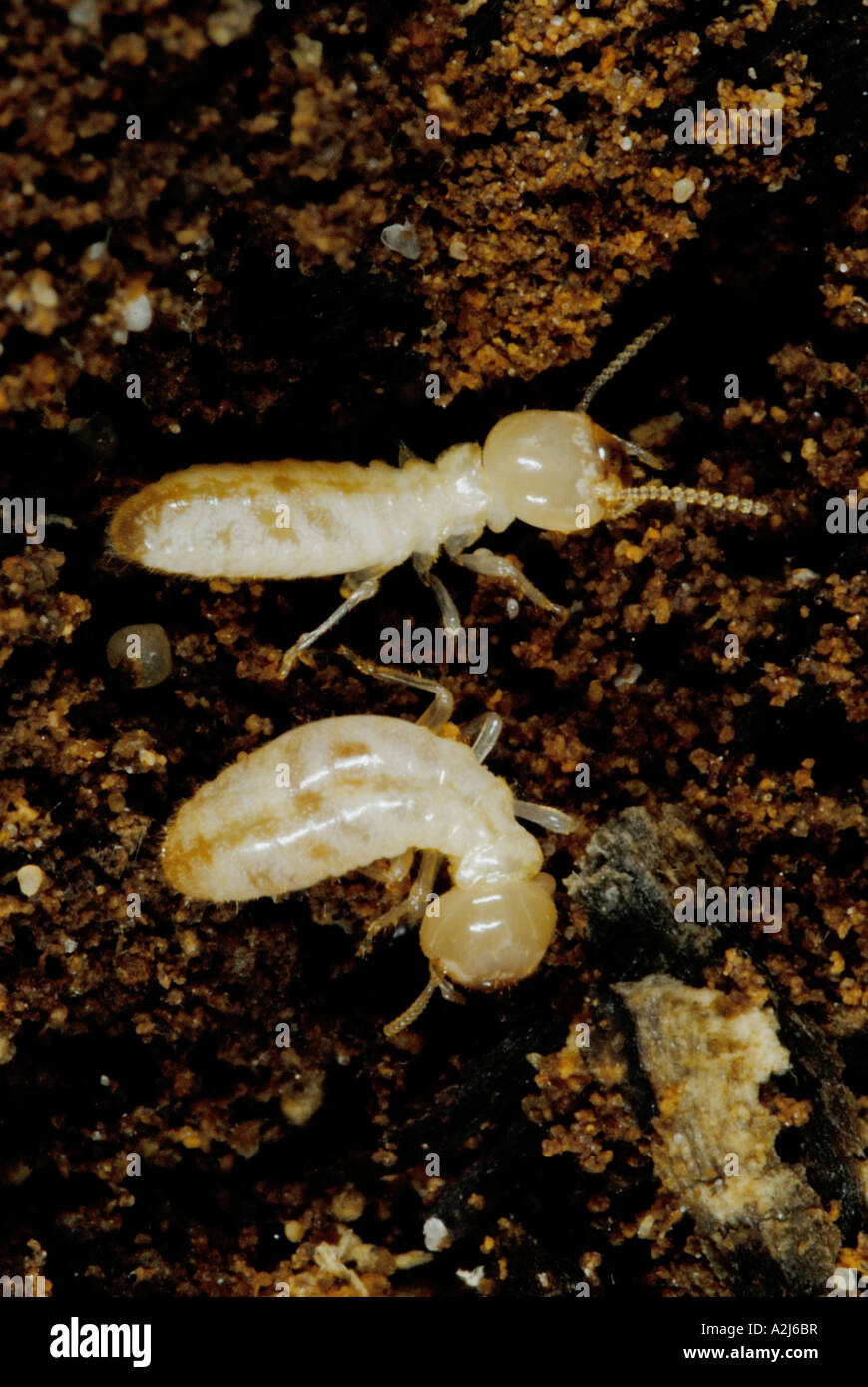 Eastern subterranean termite Reticulitermes Stock Photo Alamy