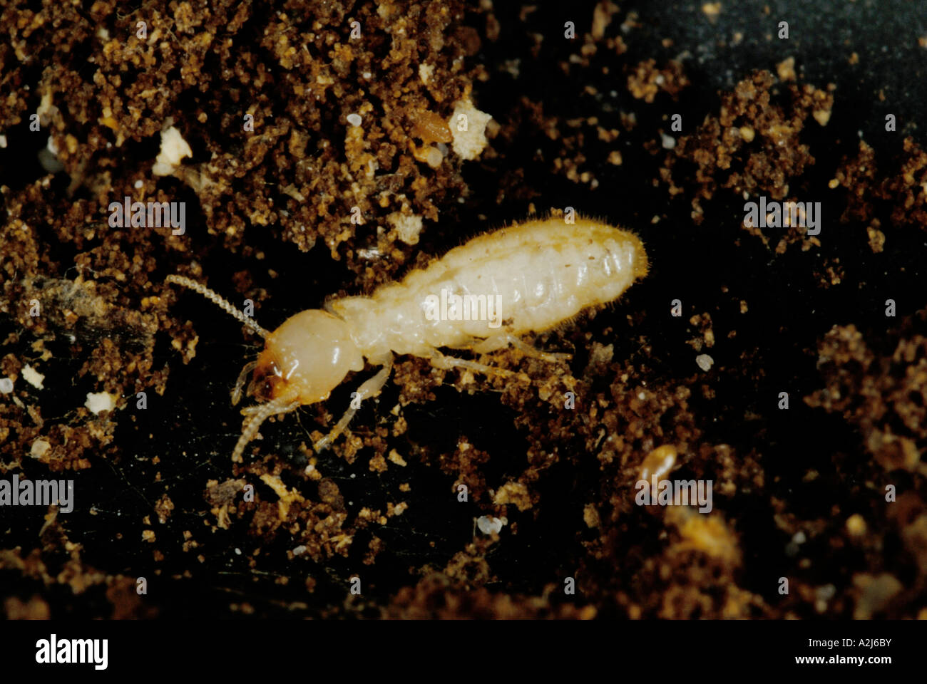 Eastern subterranean termite Reticulitermes Stock Photo Alamy