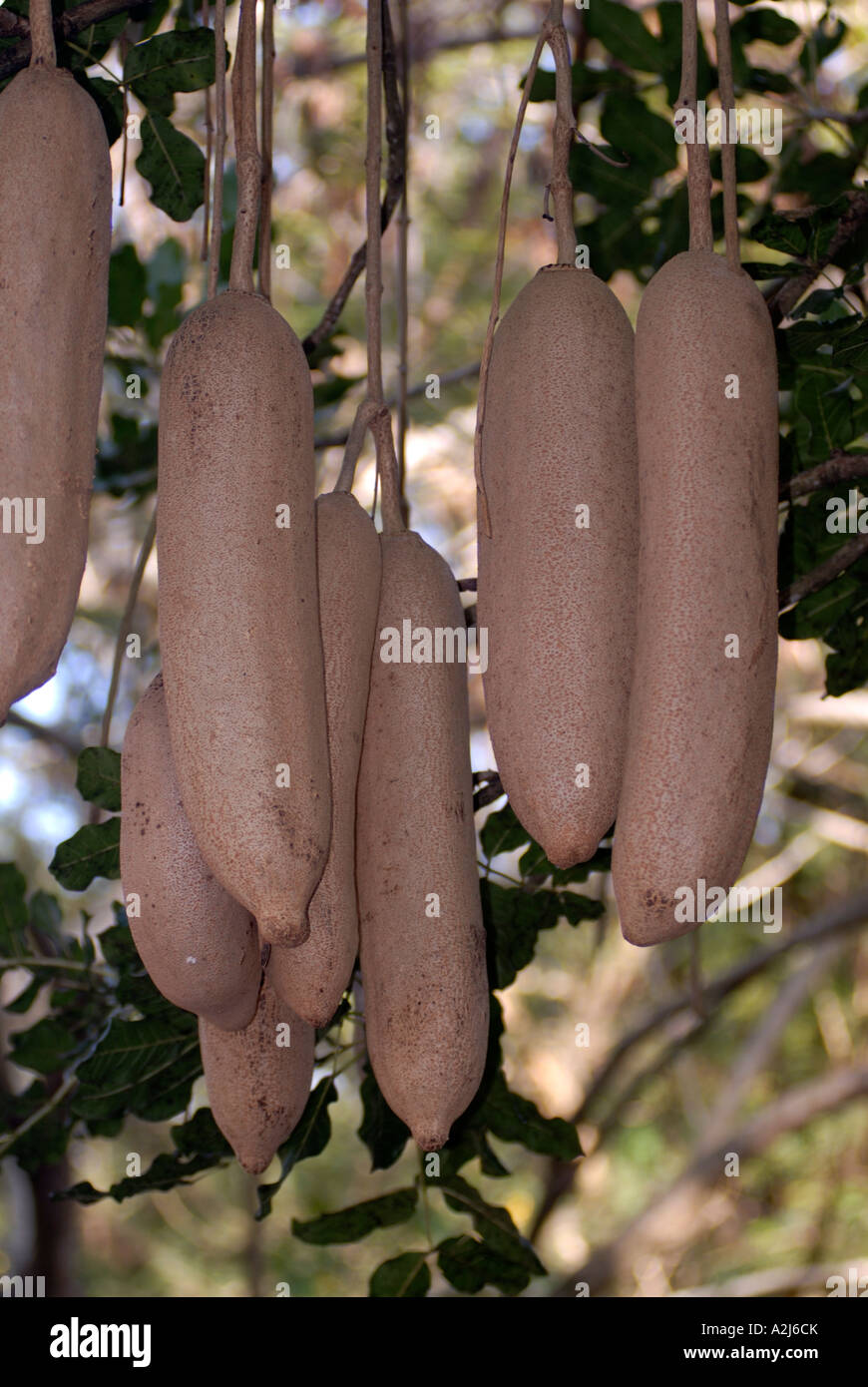 South African sausage tree Kigelia pinnata has enormous sausagelike