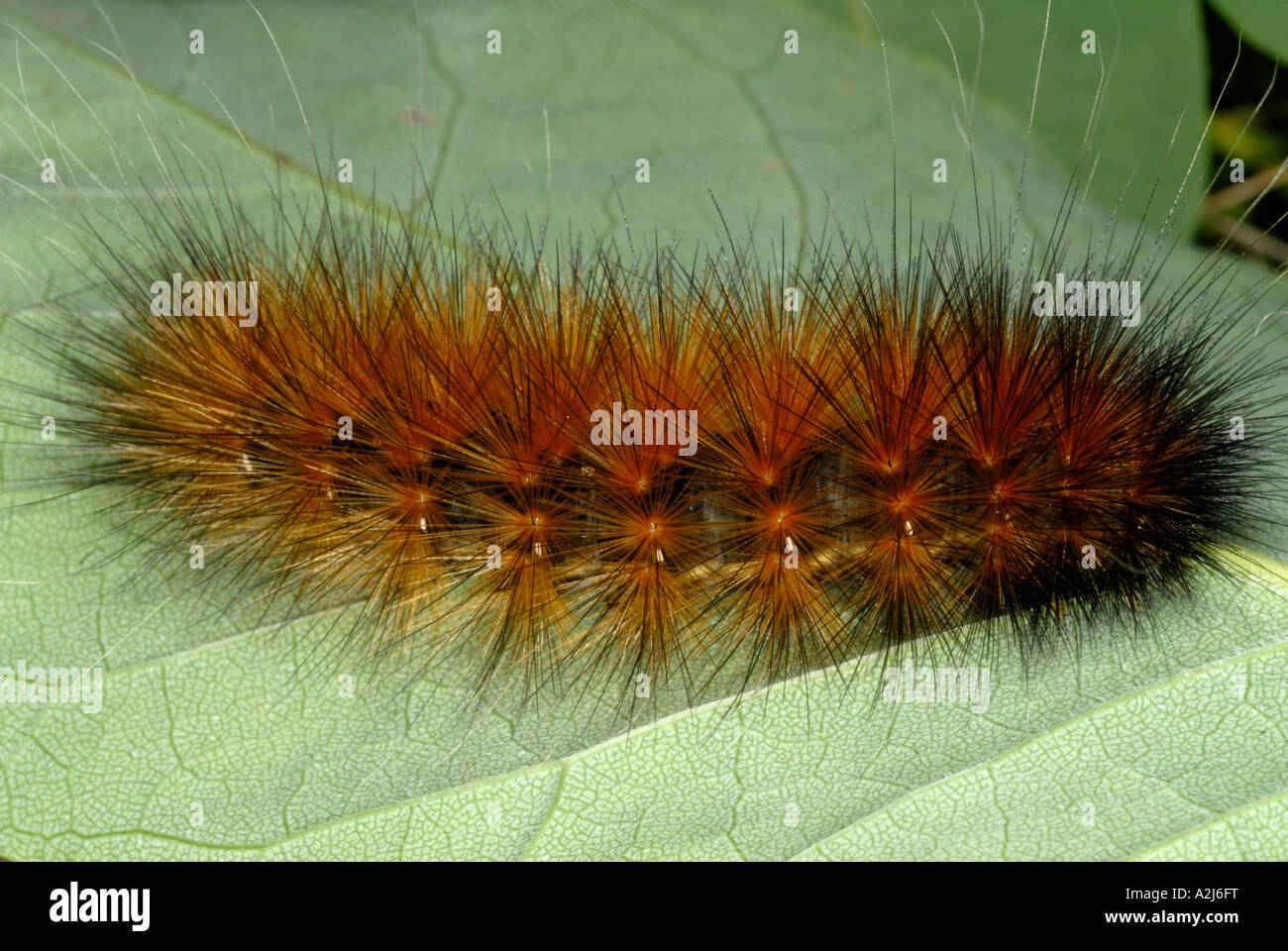 Yellow bear Virginia tiger moth caterpillar Spilosoma virginica family