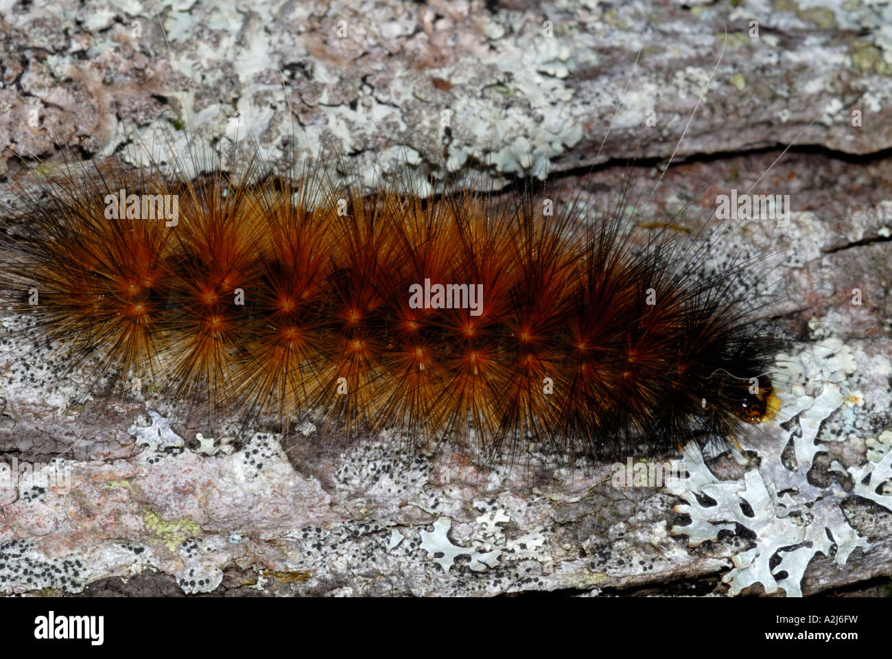 Yellow bear Virginia tiger moth caterpillar Spilosoma virginica family