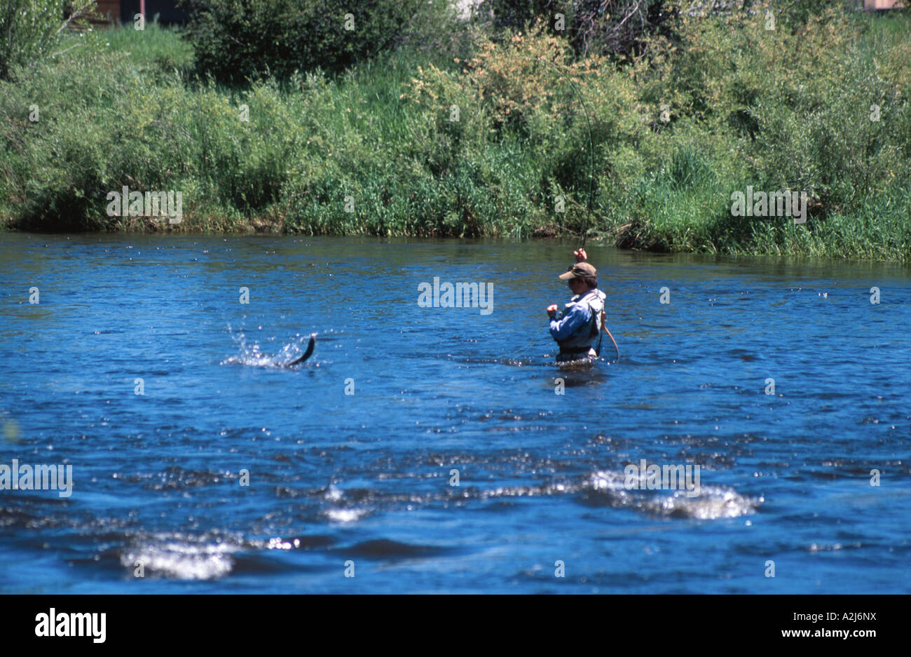 Man fly fishing catching fish trout jumping out of the water Yampa