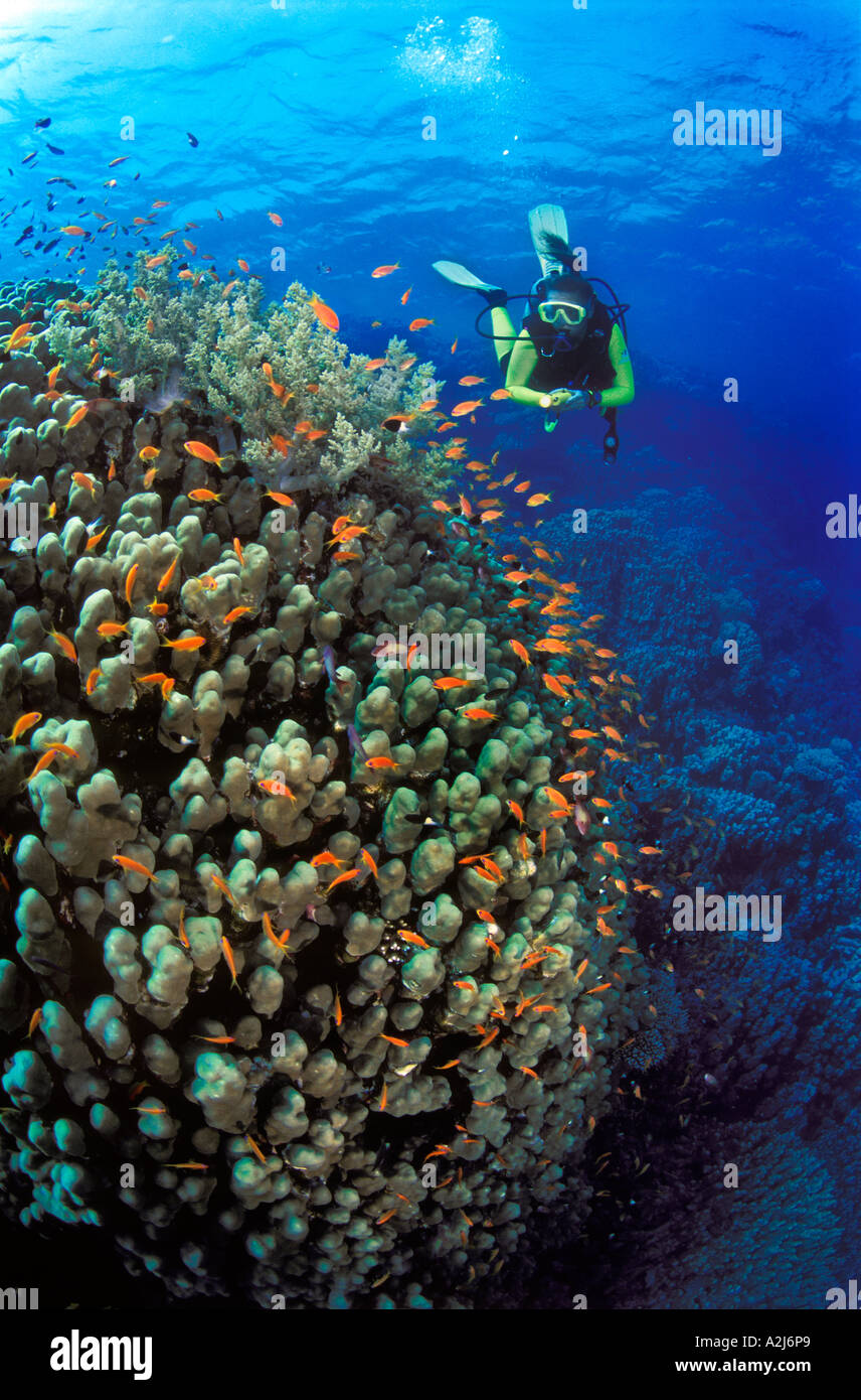 Diver explores Healthy hard coral reef Southern Red Sea Egypt Stock Photo