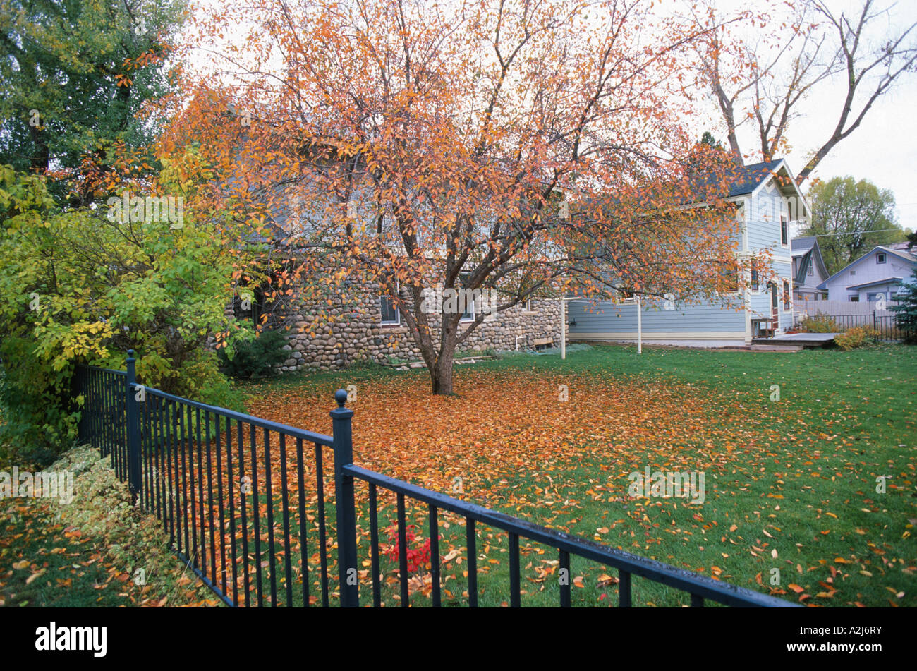 Backyard in autumn leaves falling from crabapple tree suburban home USA