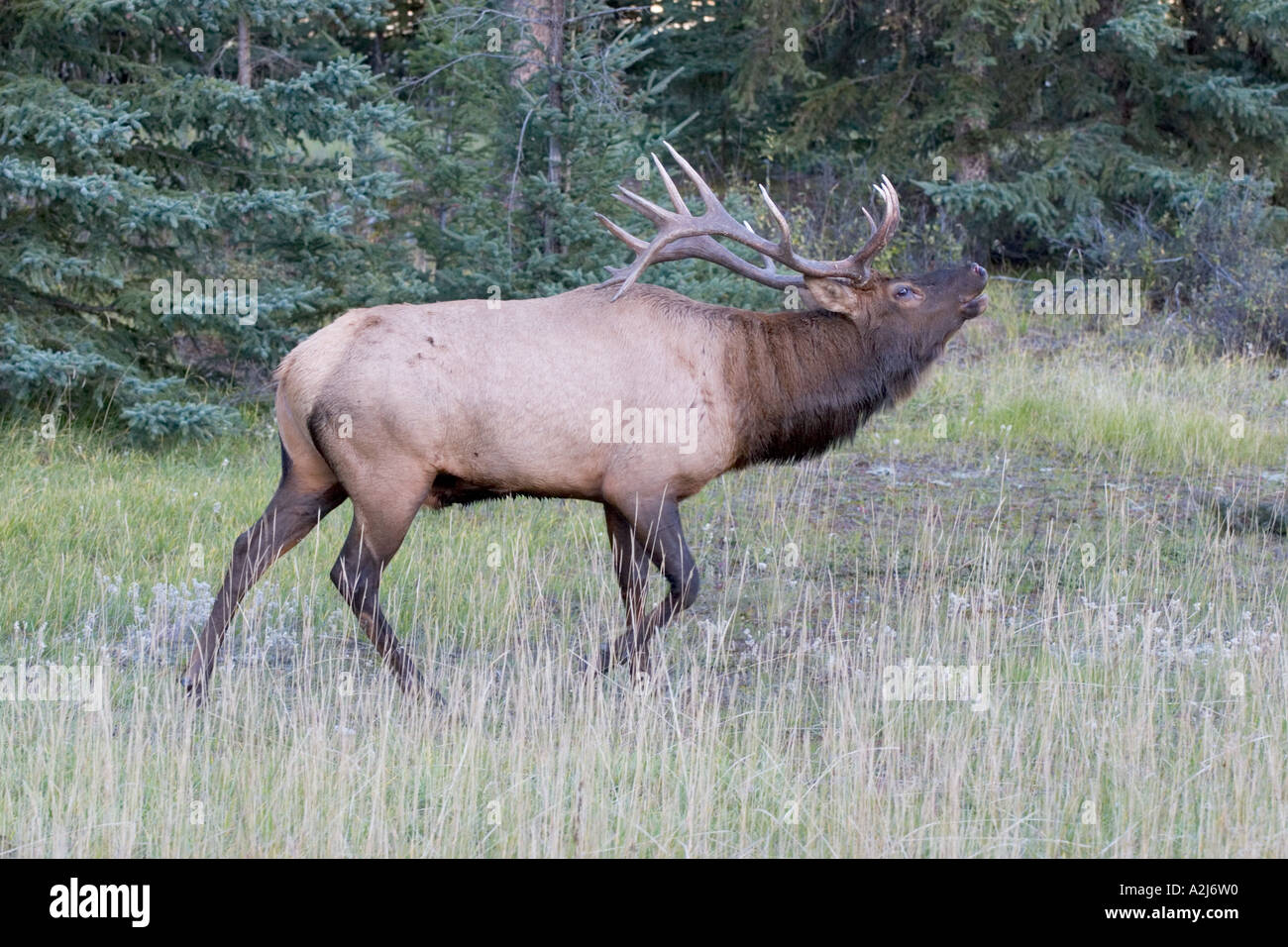Adult male Elk bugling Stock Photo Alamy