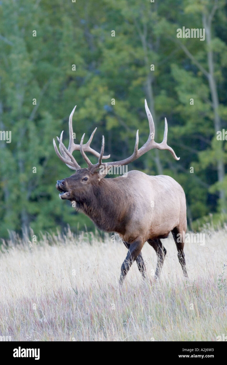 Adult male Elk bugling Stock Photo Alamy