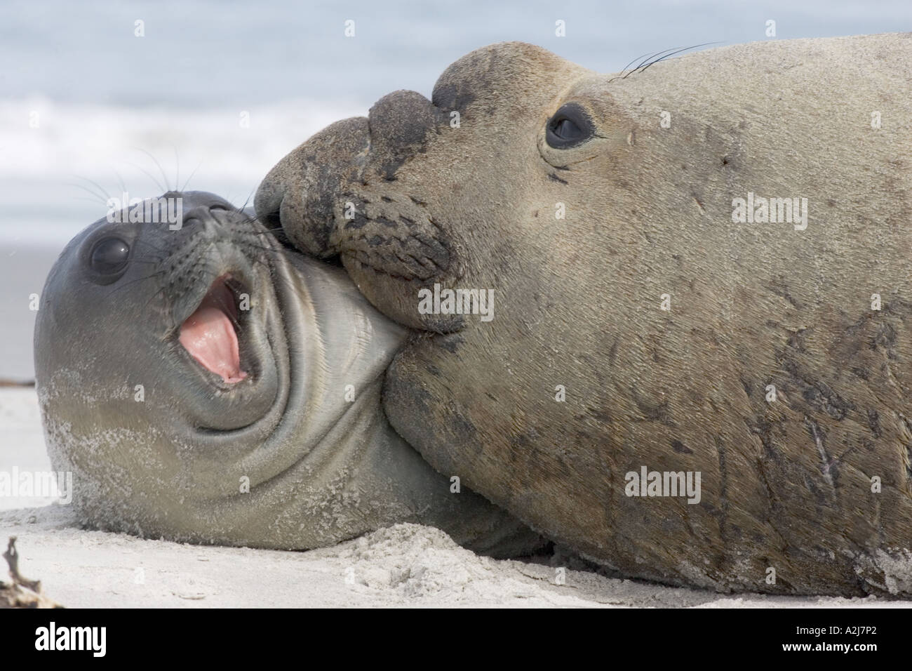 Southern Elephant Seal adult male attacking pup Stock Photo - Alamy