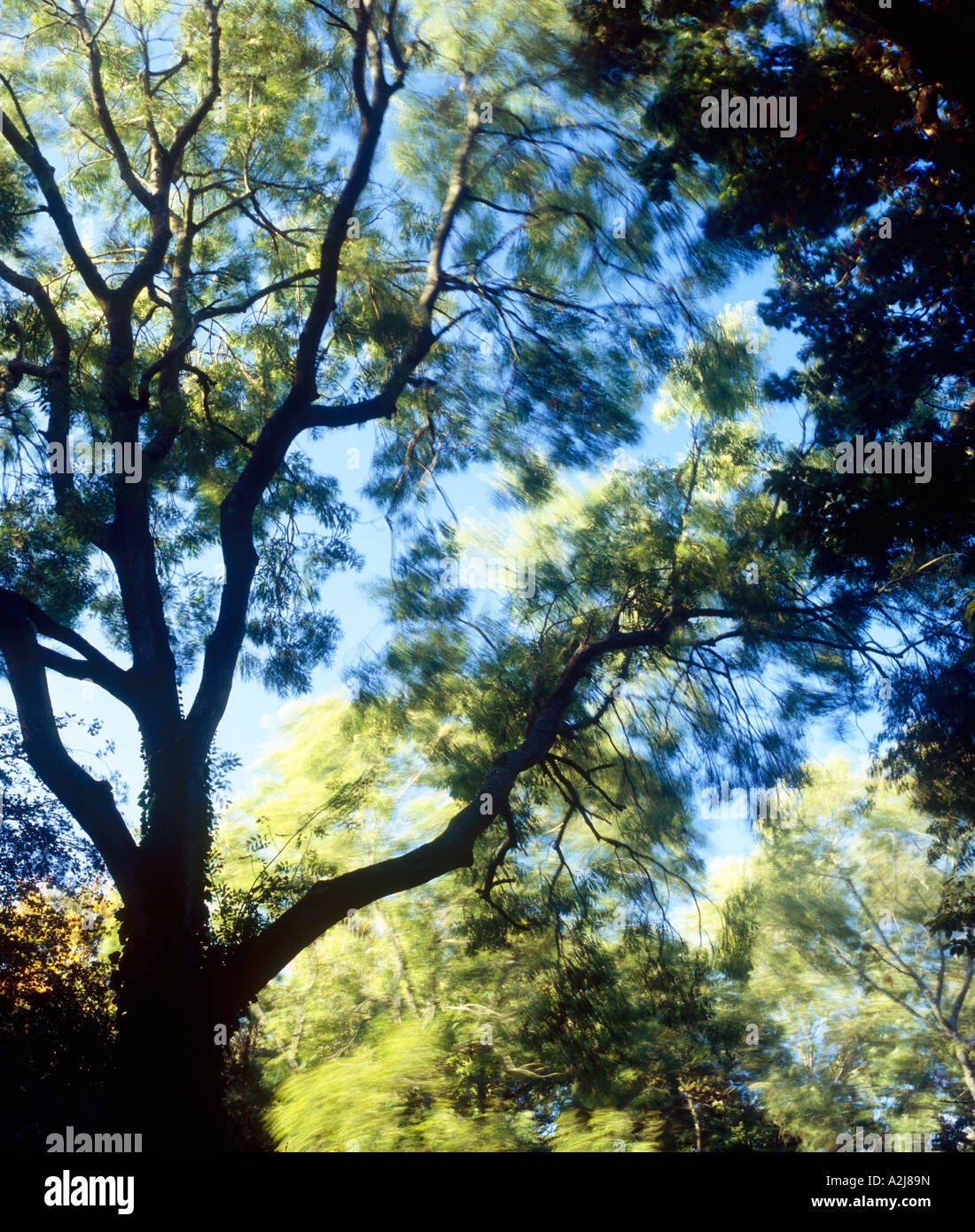 Trees moving in the breeze Stock Photo Alamy