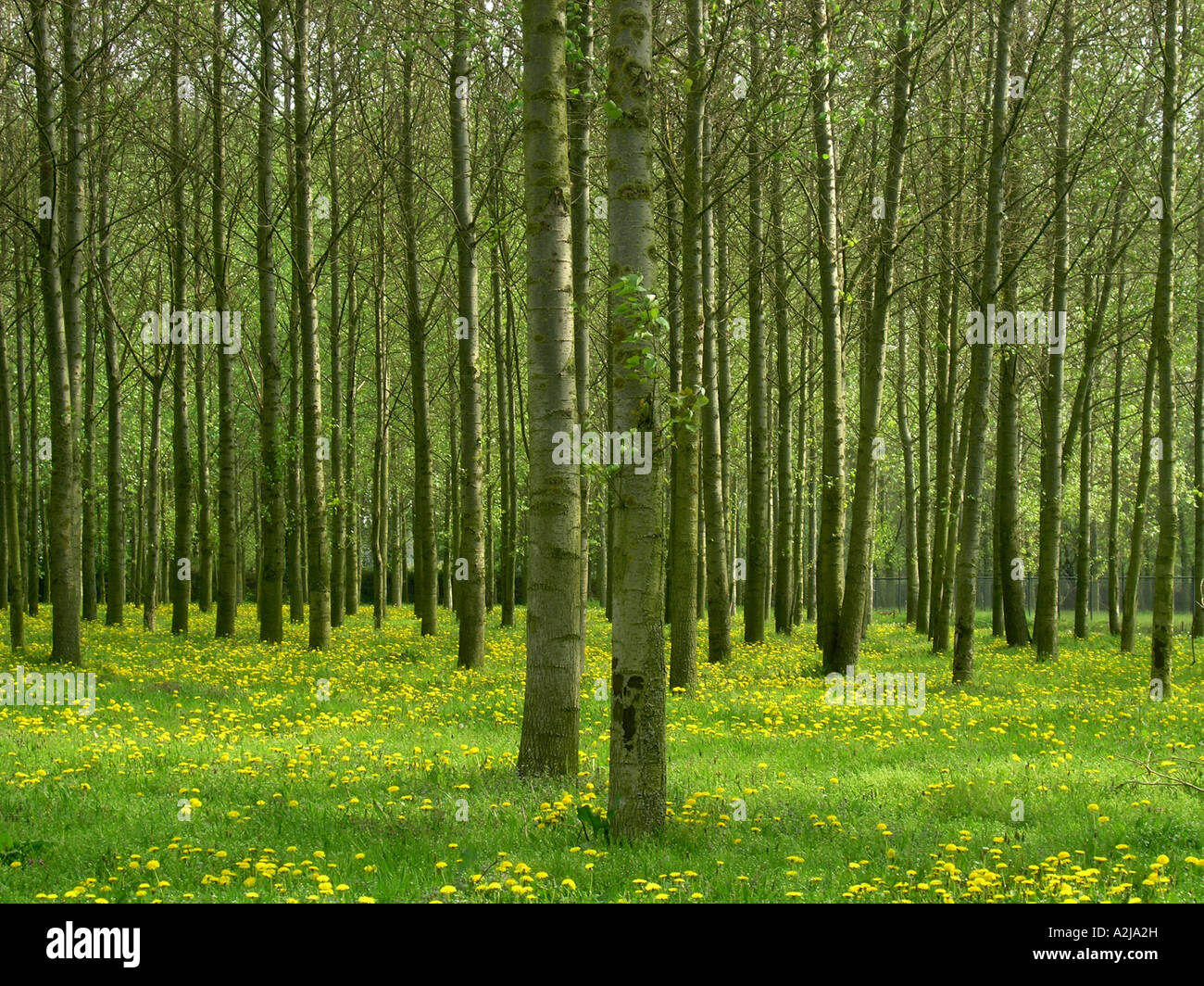 Frame filling image with row of parallel trees in field with some scattered dandelions on woodfloor Stock Photo