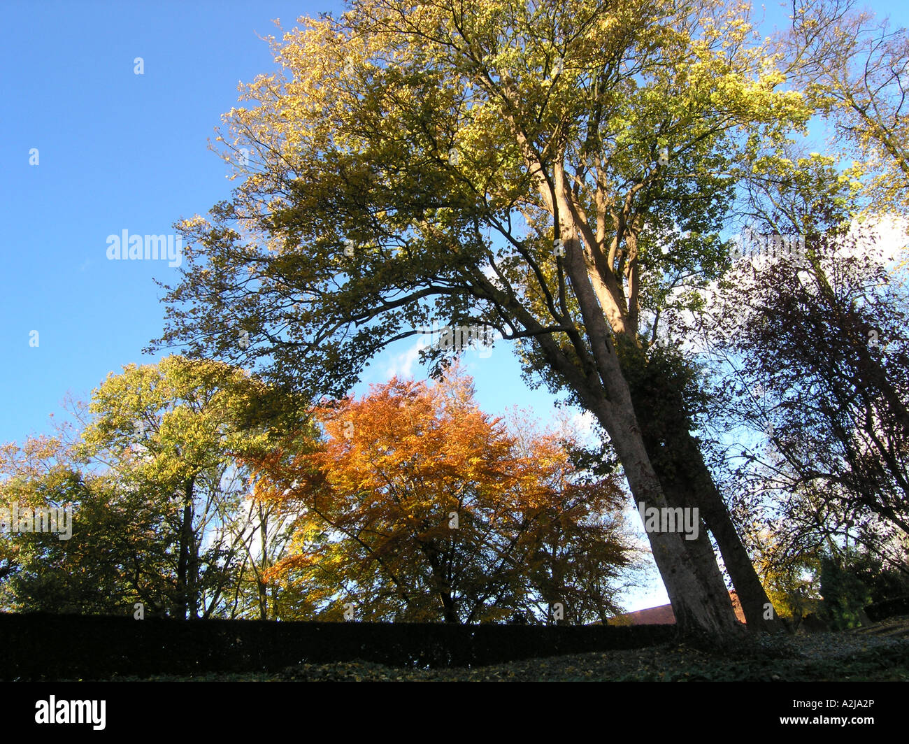 Promonient Tree Autumnal trees under deep blue skies with large prominent tree in ...