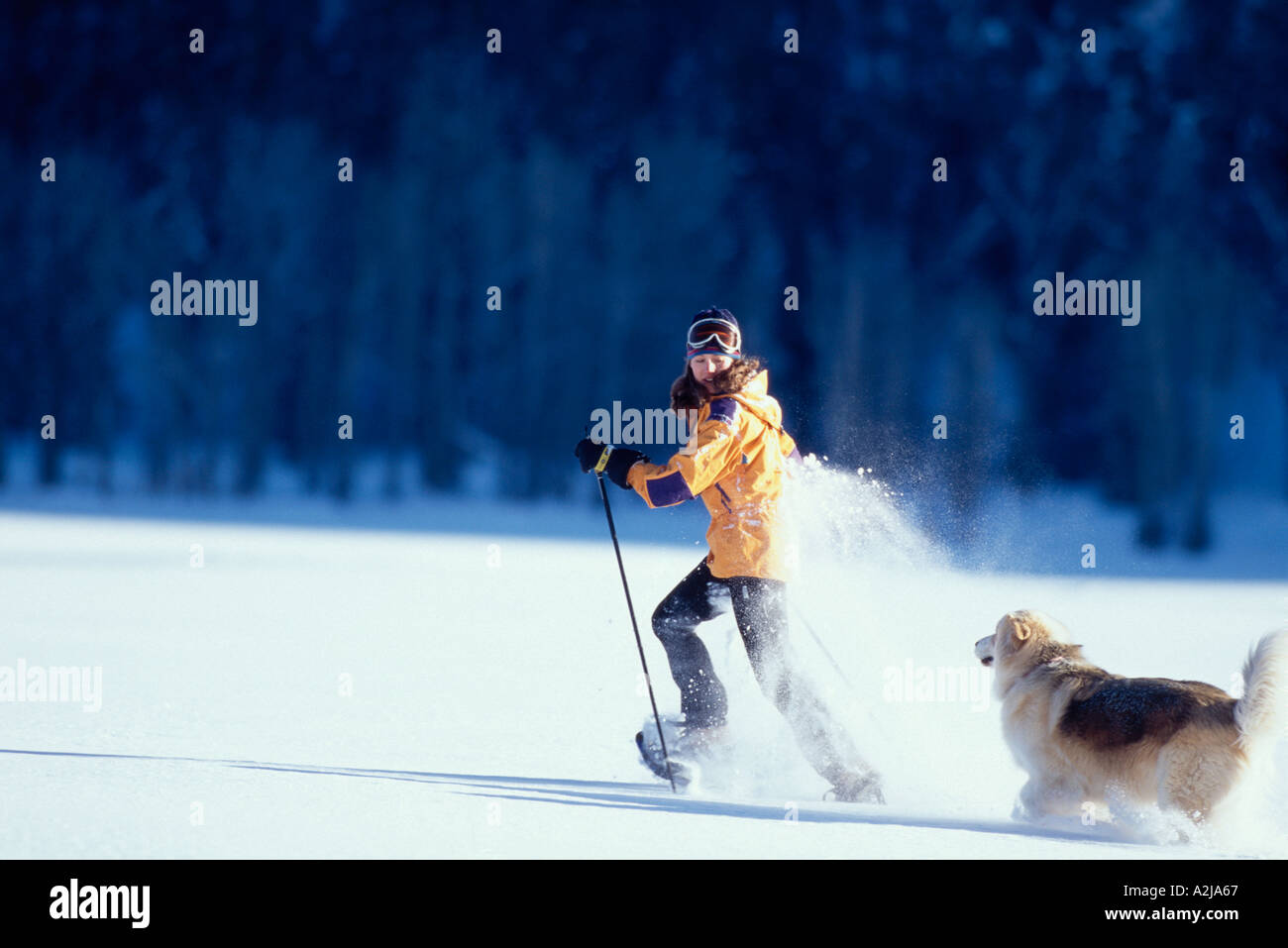 A snowshoeing woman races her dog across a field of fresh snow on a sunny day Stock Photo
