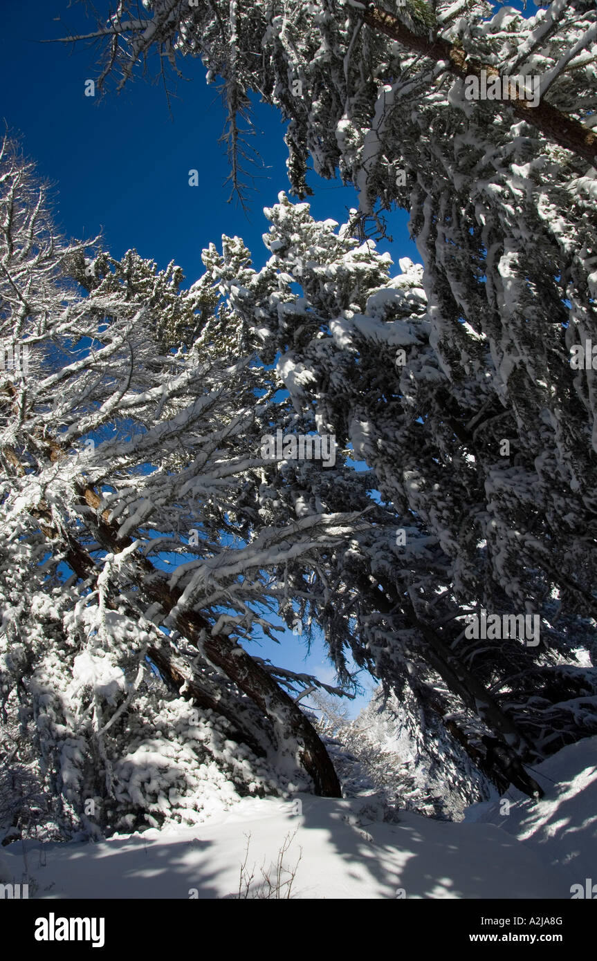Angled view of snow covered pine trees with a blue sky Stock Photo - Alamy