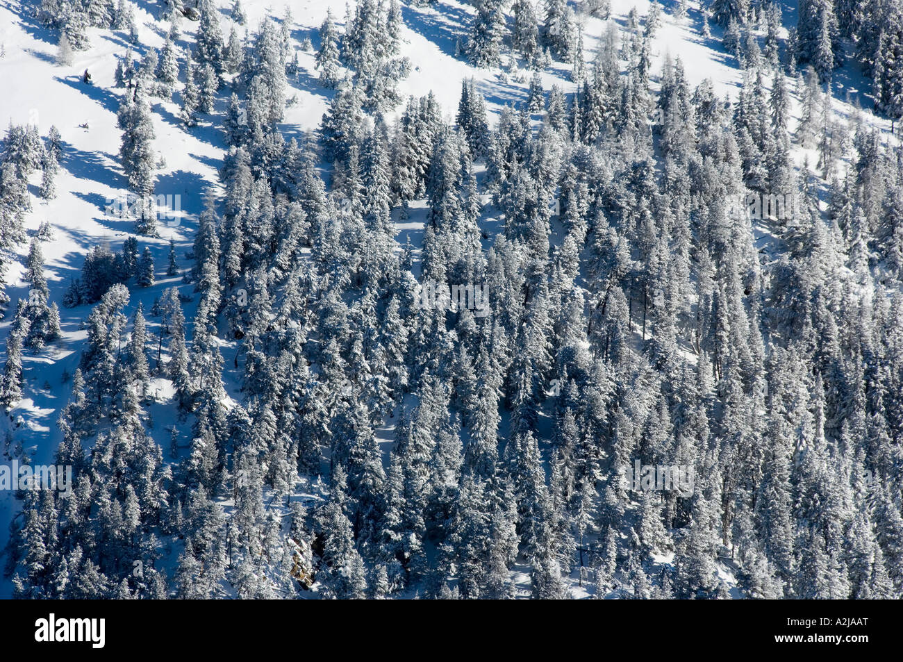 Mountain pine on a steep slope hi-res stock photography and images - Alamy