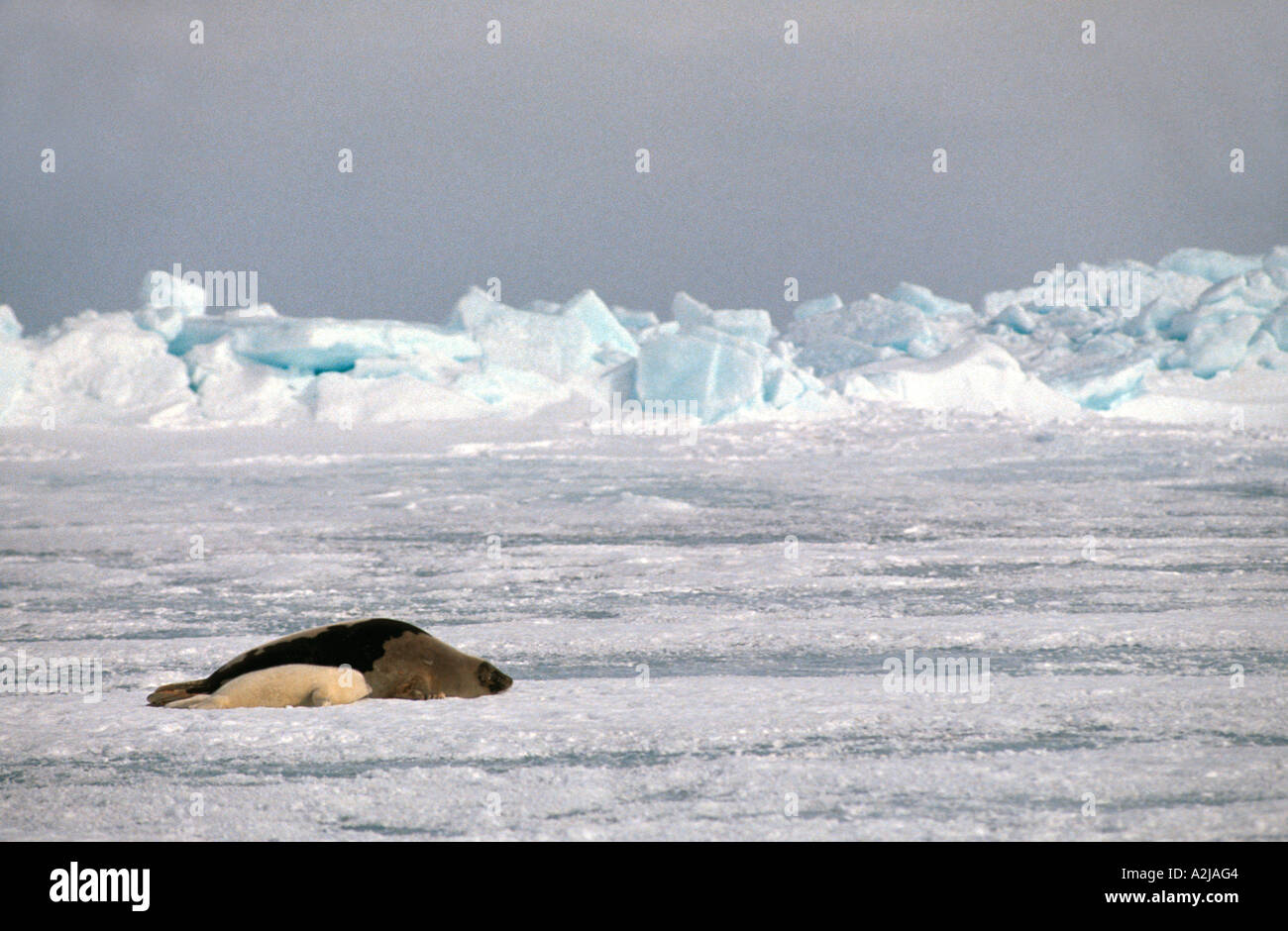 Canada harp seal pup and mother on ice floe Stock Photo