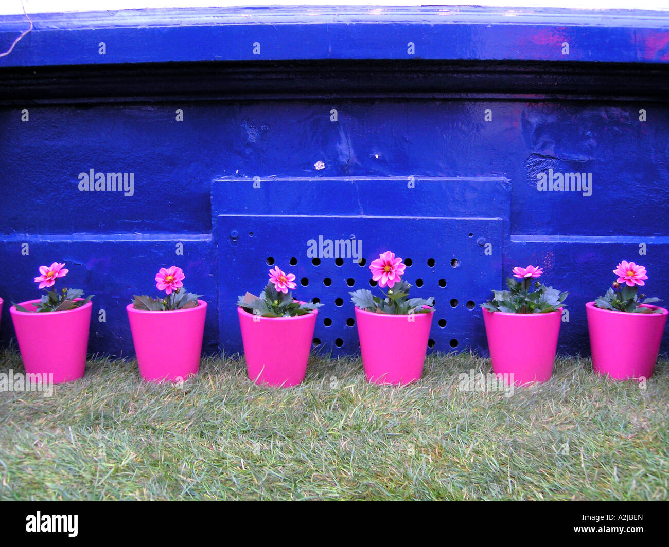 pink flower pots in front of dark blue wall Stock Photo