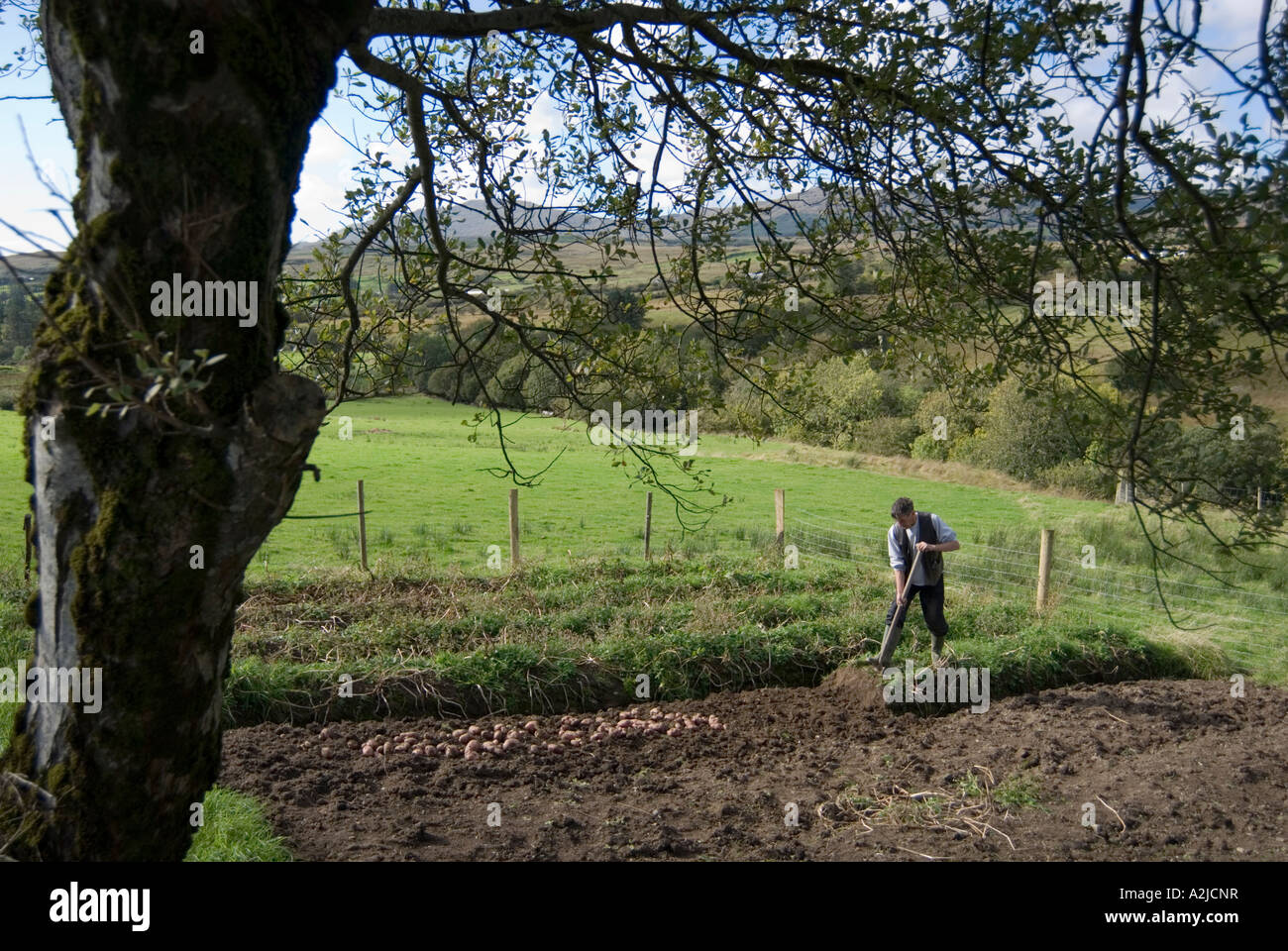 Killybegs Ardara County Donegal Ireland A man digs potatoes on a small holding farm Stock Photo