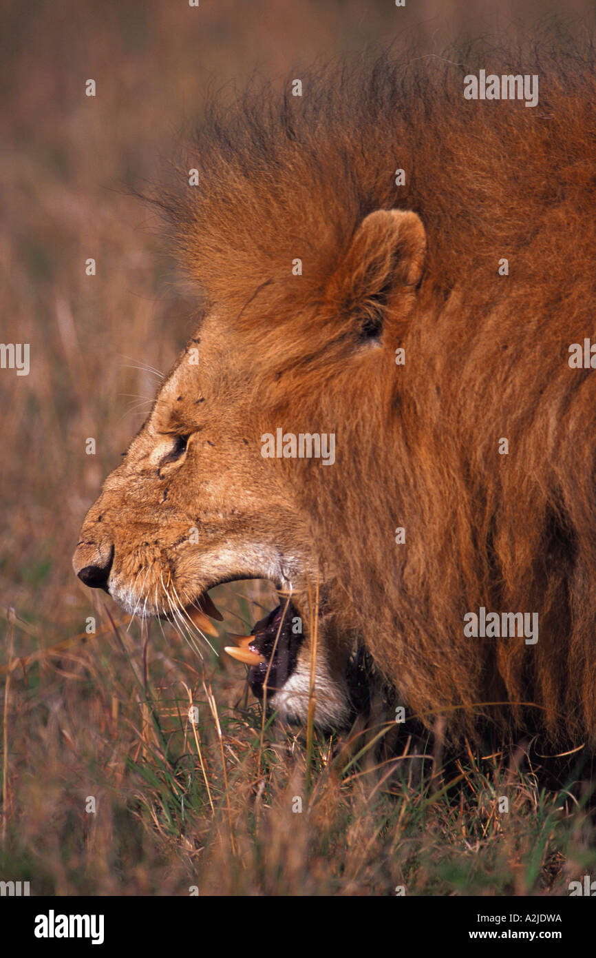 AFRICA, Kenya, Masai Mara Male Lion - Panthera leo Stock Photo - Alamy