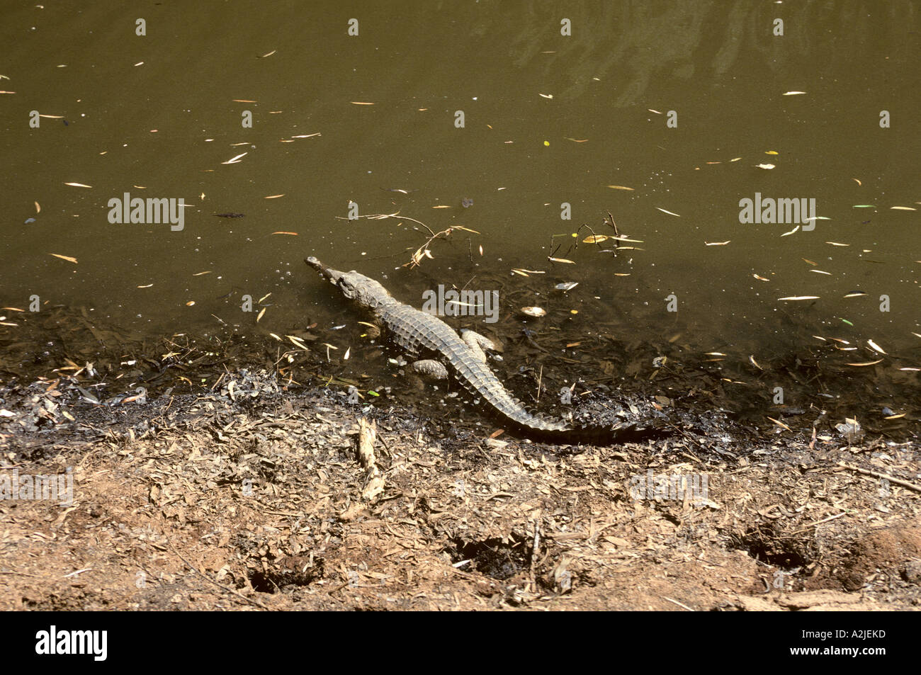 Johnstons fresh water crocodile Wynjana National Park Kimberleys