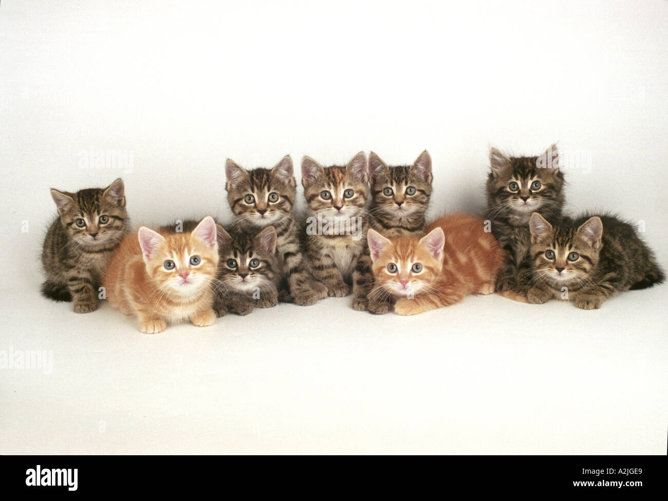 Group of Kittens Stock Photo Alamy