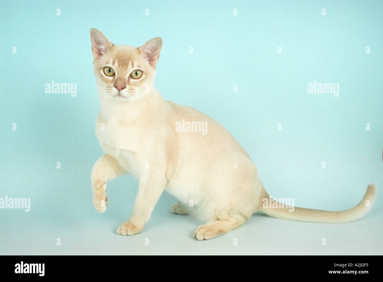 Asian Burmilla Cat Caramel Shaded Satup Stock Photo