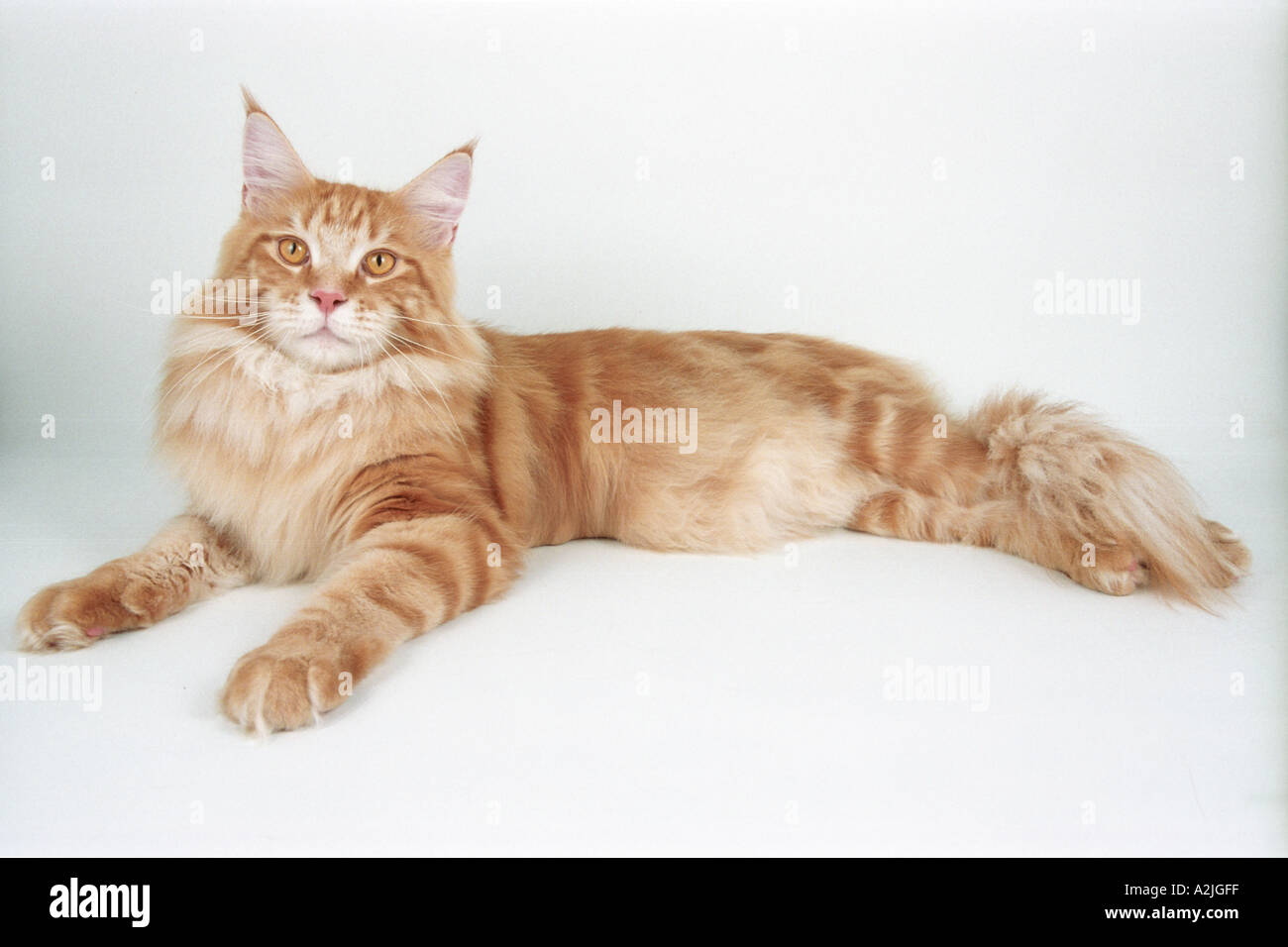 Maine Coon Red Tabby Laying Forward Stock Photo - Alamy