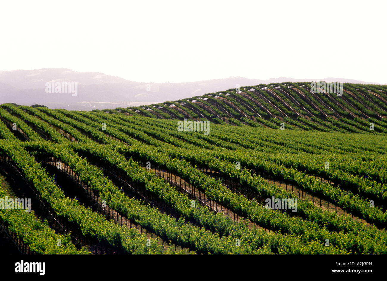 USA California Paso Robles grape vineyards Stock Photo Alamy